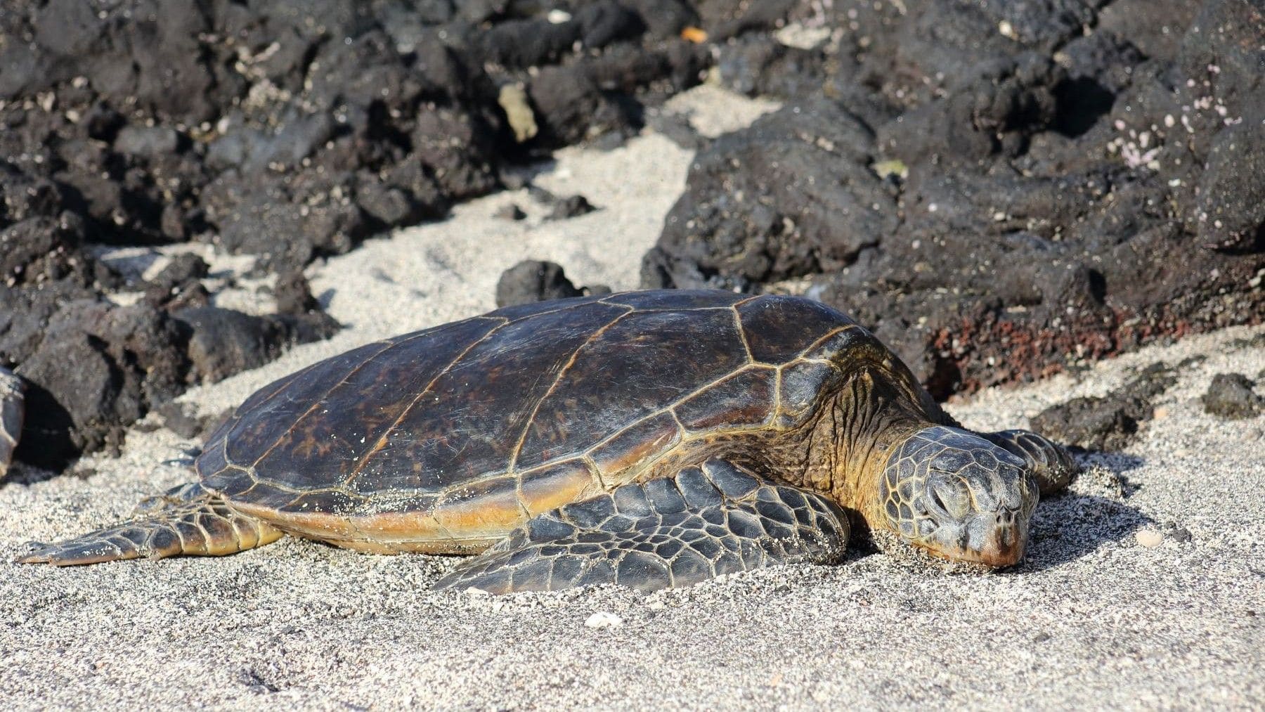 qué hacer si encuentras una tortuga marina en una playa del Mediterráneo