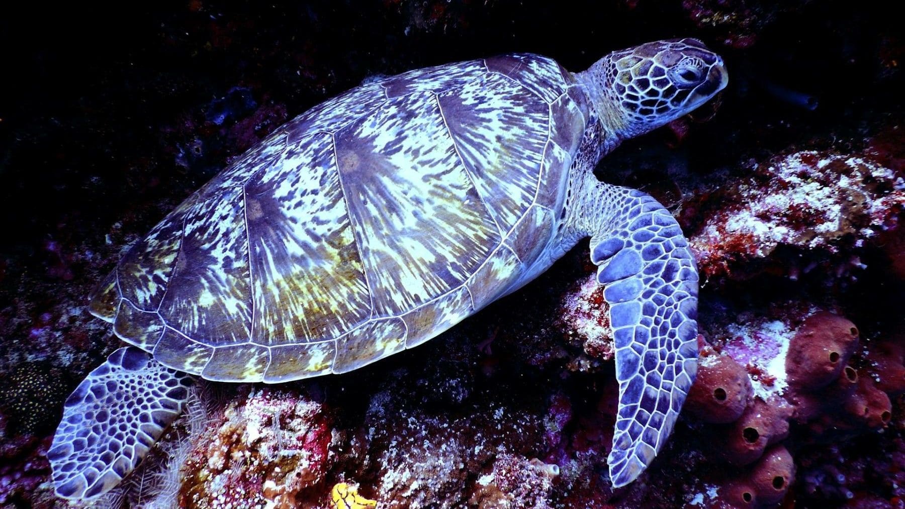 Día Mundial de las Tortugas Marinas 2026