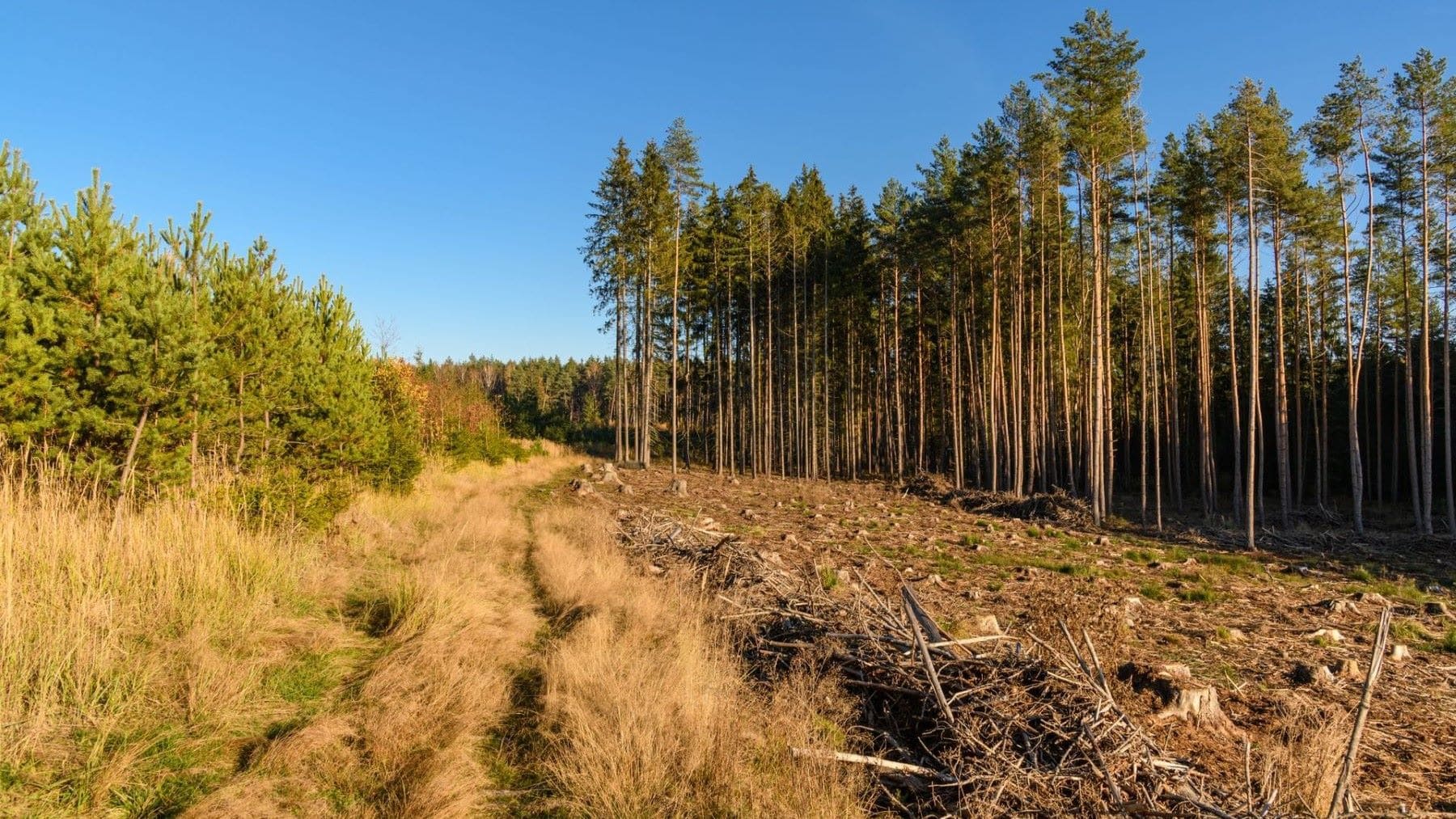 cómo prevenir los incendios forestales mediante limpieza forestal y gestión de biomasa