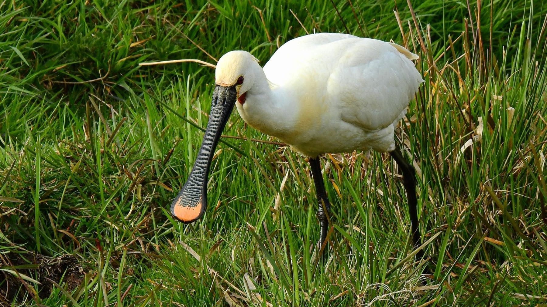 la espátula más longeva de Doñana reaparece tras una década desaparecida en Urdaibai