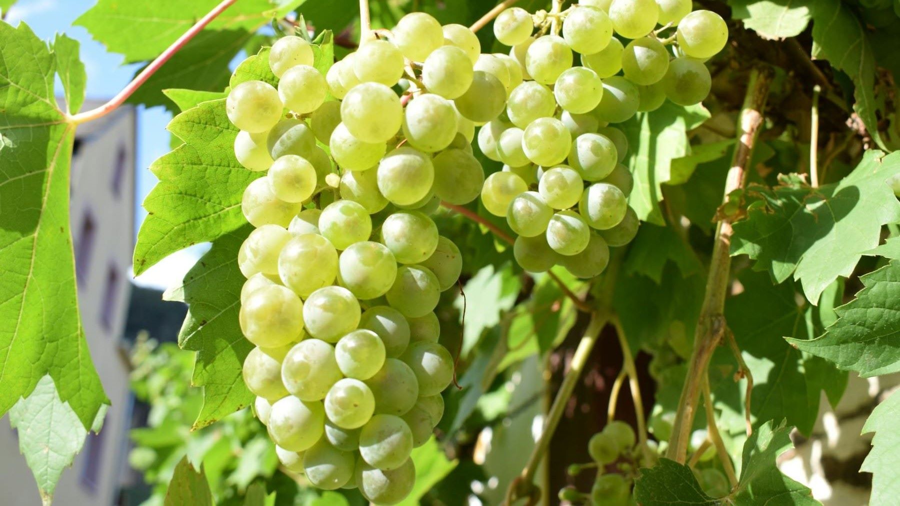 La bodega ecológica que conquista el futuro del vino reconocida con el Premio San Isidro 2026