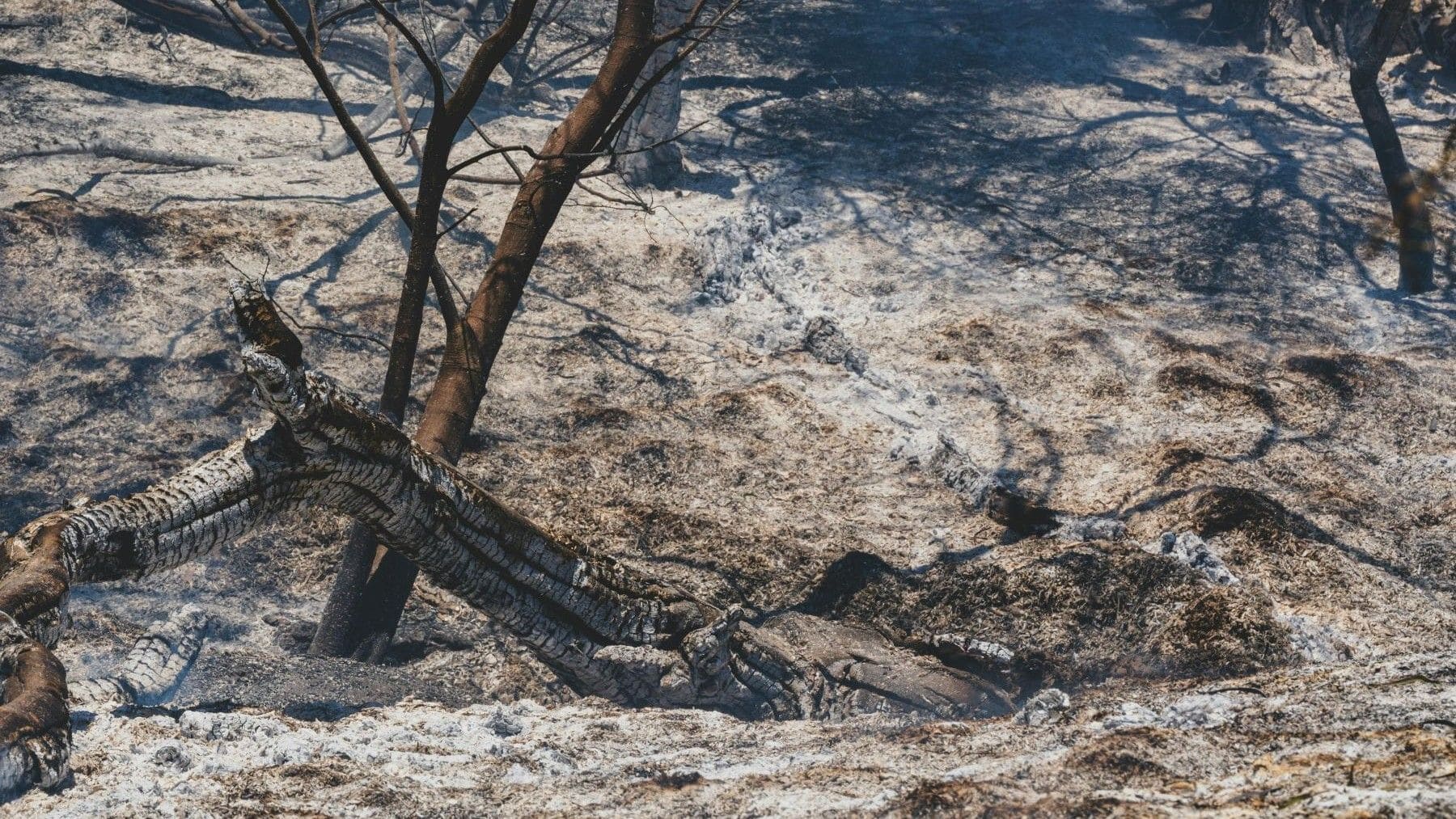el incendio de Doñana deja 500 hectáreas afectadas en un espacio protegido de alto valor ecológico