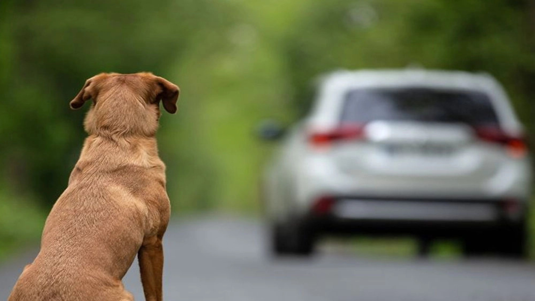 por qué se abandonan tantos perros en verano en una carretera española