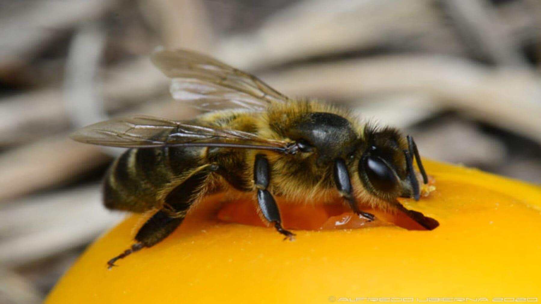 la abeja negra canaria busca protección oficial para conservar su patrimonio biológico
