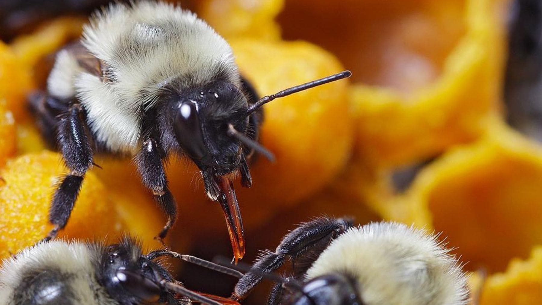Abejas obreras alimentando a otras integrantes de la colonia en un nido de abejorros.
