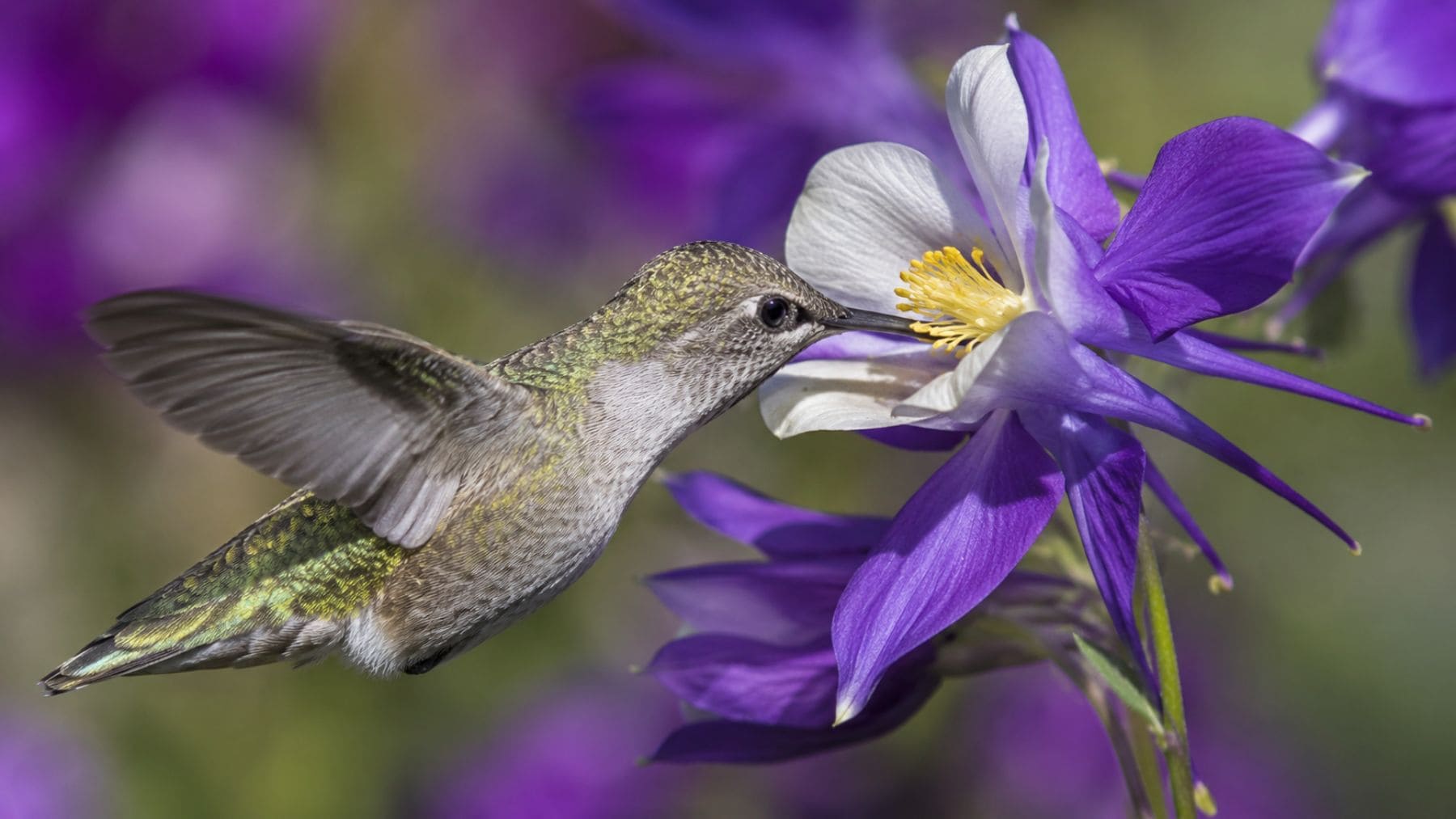 Colibrí alimentándose del néctar de una flor que contiene pequeñas cantidades de alcohol natural producido por fermentación.