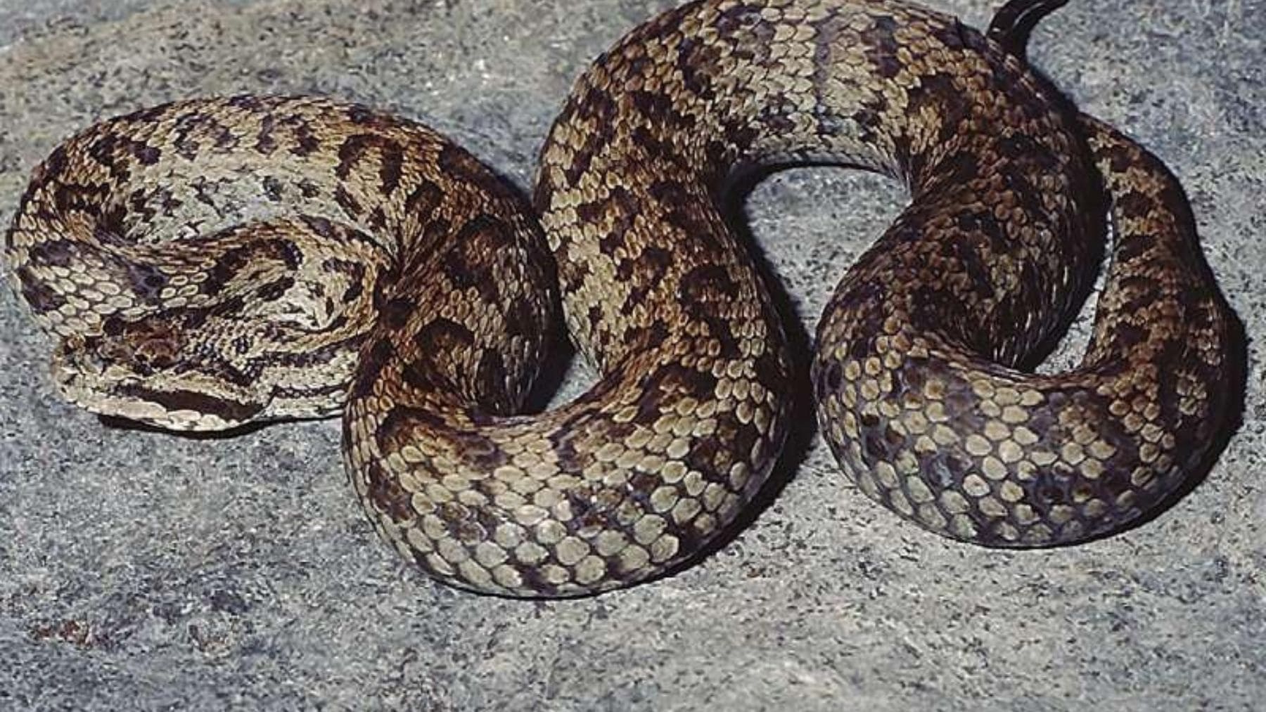 Ejemplar de la víbora Gloydius himalayanus, cuyo ADN ha permitido descubrir nuevas especies de víboras en el Himalaya.