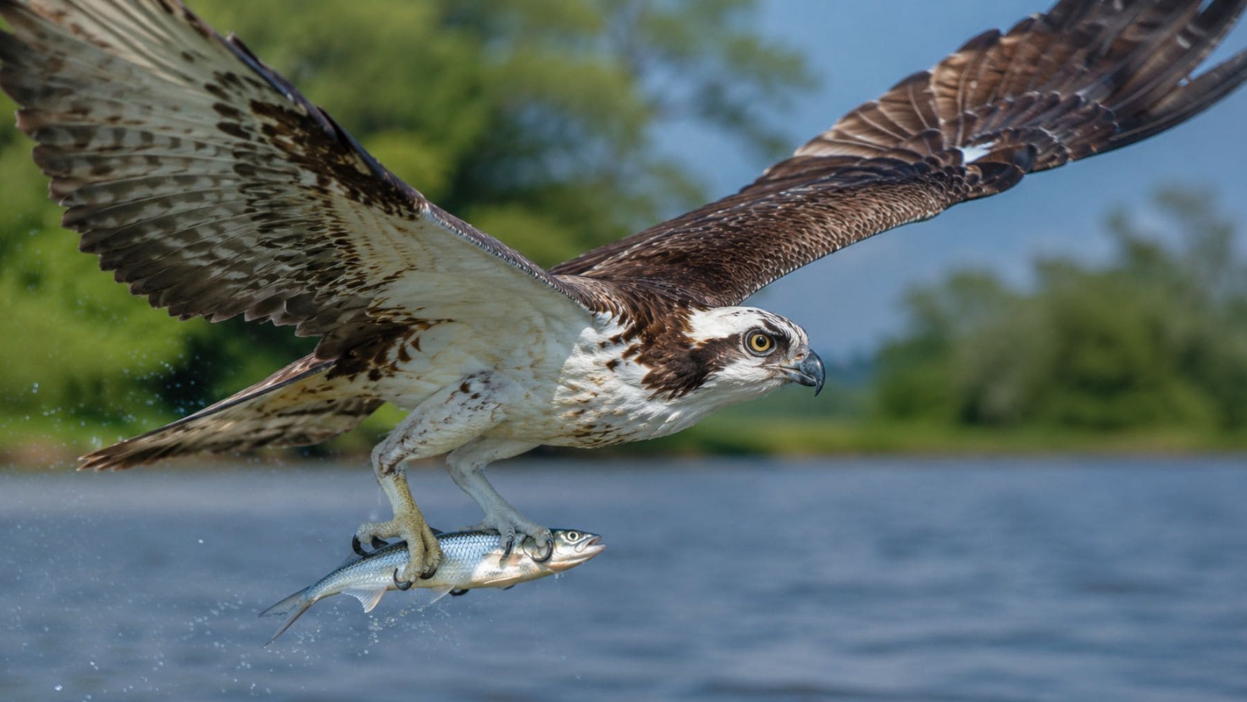 Águila pescadora volando con un pez orientado hacia delante para reducir la resistencia del aire durante el vuelo.
