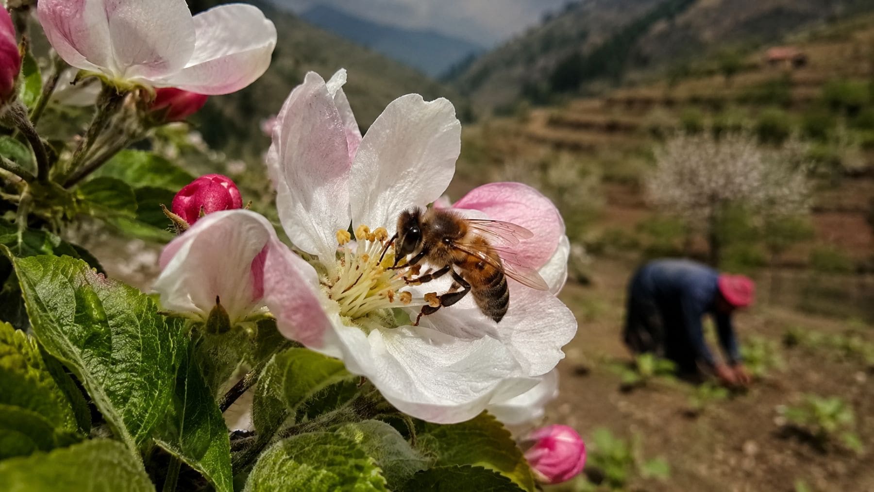 Abeja polinizando una flor de manzano en un cultivo agrícola, clave para la producción mundial de alimentos.