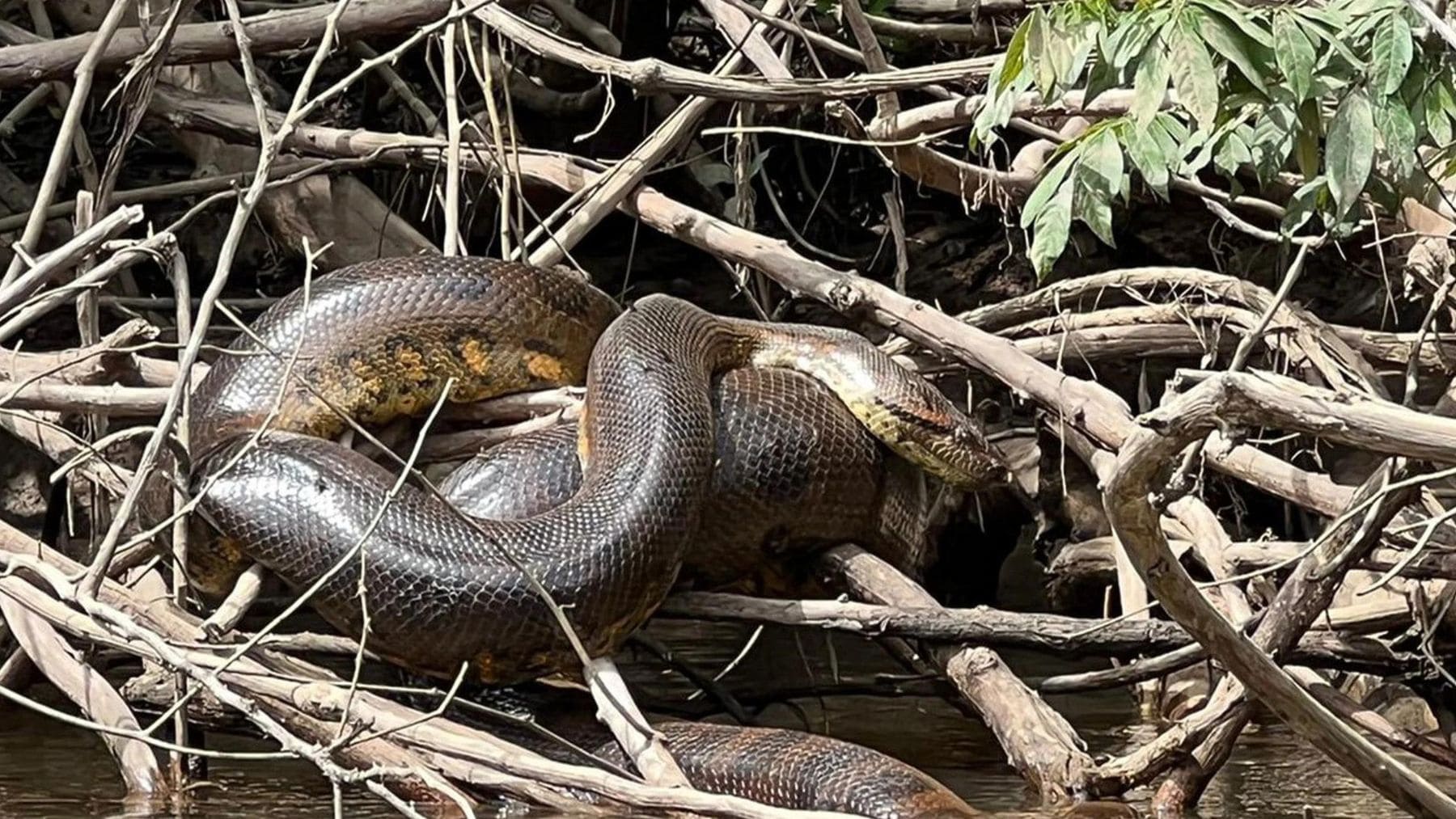 Anaconda verde del norte (Eunectes akayima) sobre ramas junto a un río del Amazonas ecuatoriano.