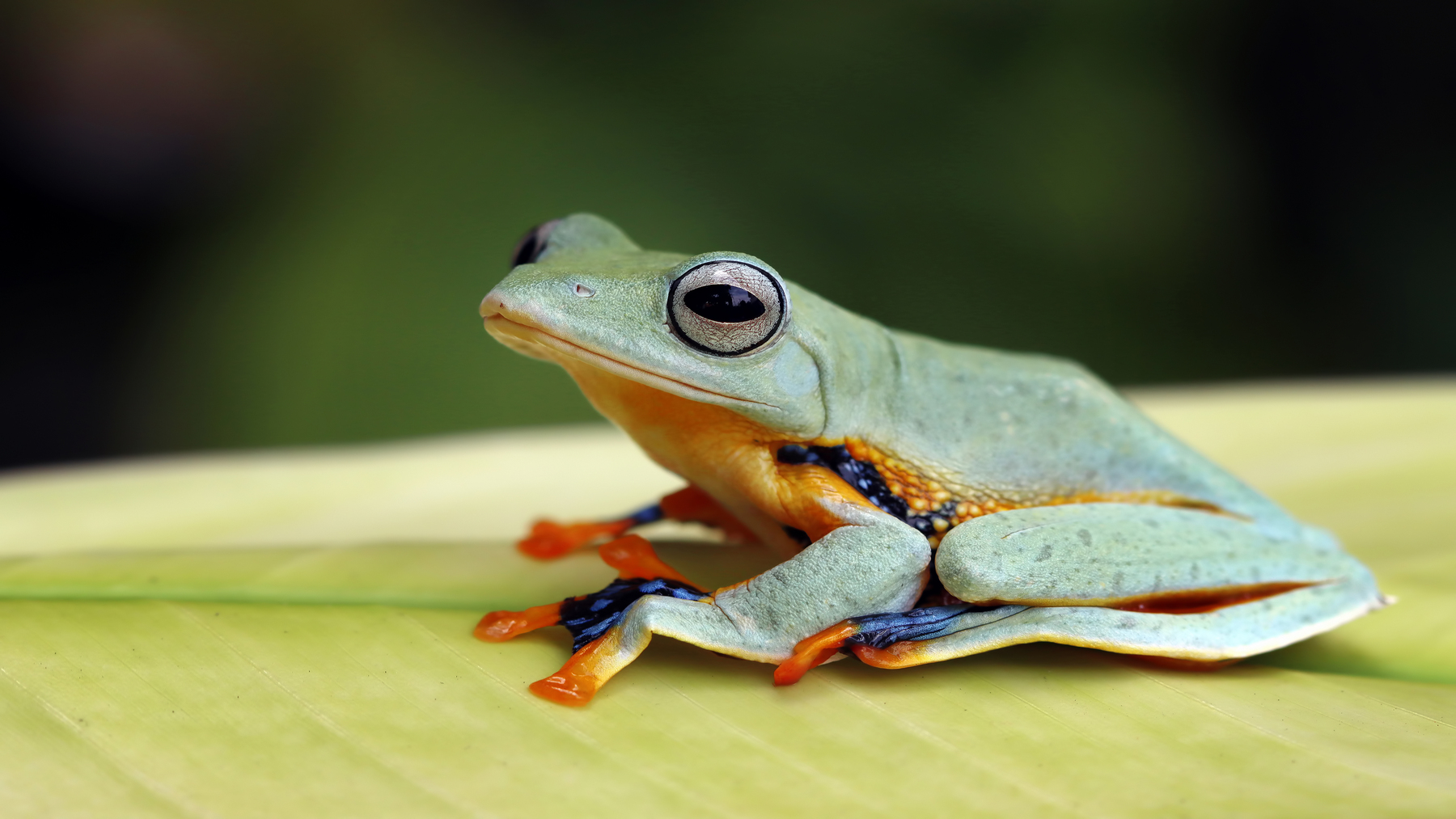 Por qué están desapareciendo los anfibios incluso en bosques protegidos