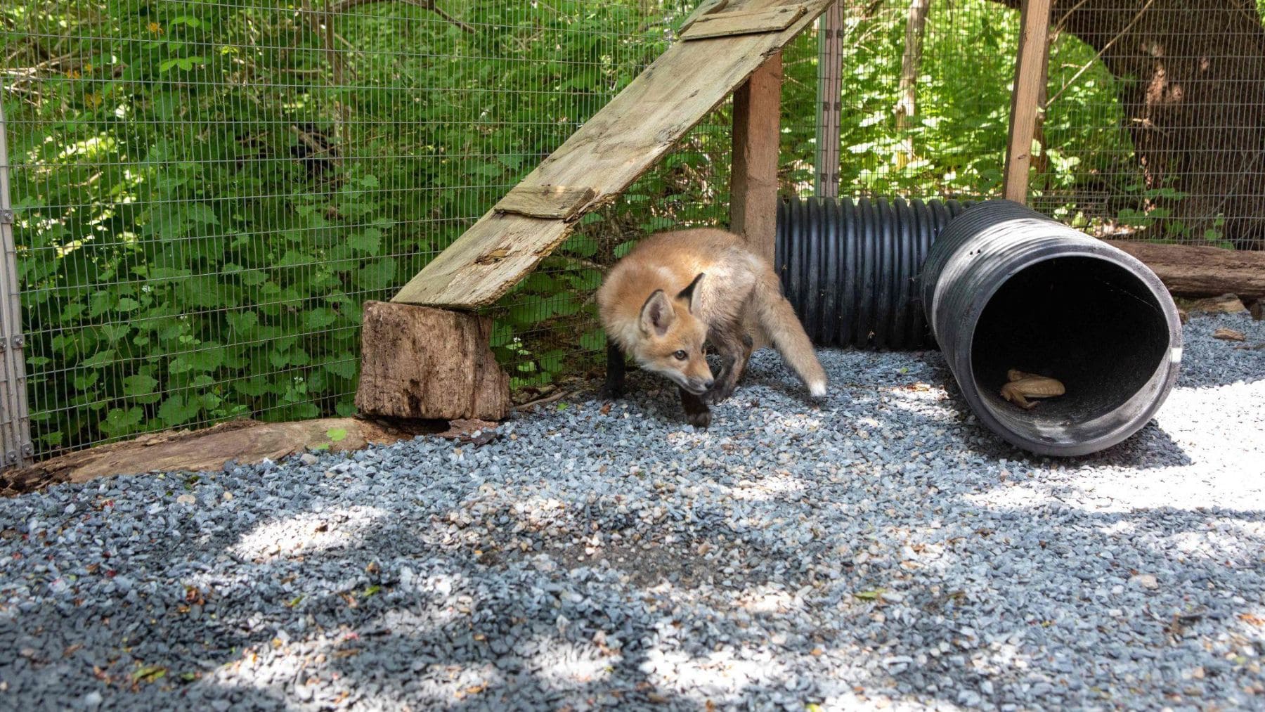 Zorro rojo con posibles síntomas neurológicos en un centro de recuperación de fauna en Massachusetts.