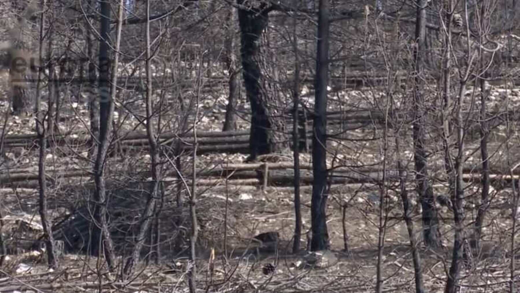 madera quemada tras los incendios preparada para su aprovechamiento industrial