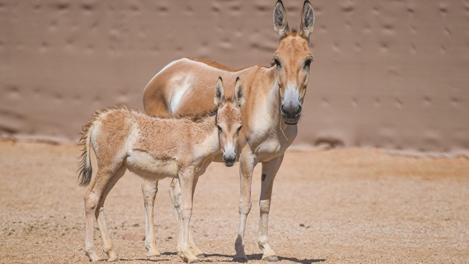Potro de onagro persa junto a su madre en la Reserva Real Príncipe Mohammed bin Salman de Arabia Saudí.