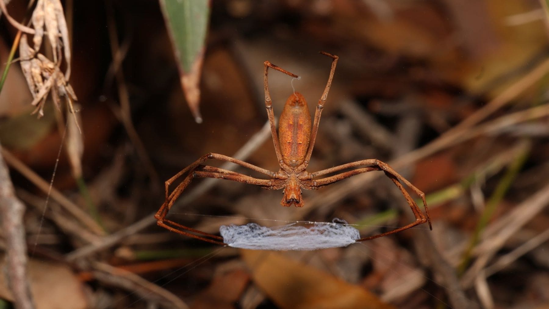 Araña australiana Asianopis subrufa sosteniendo su red de seda hiperelástica utilizada para capturar presas