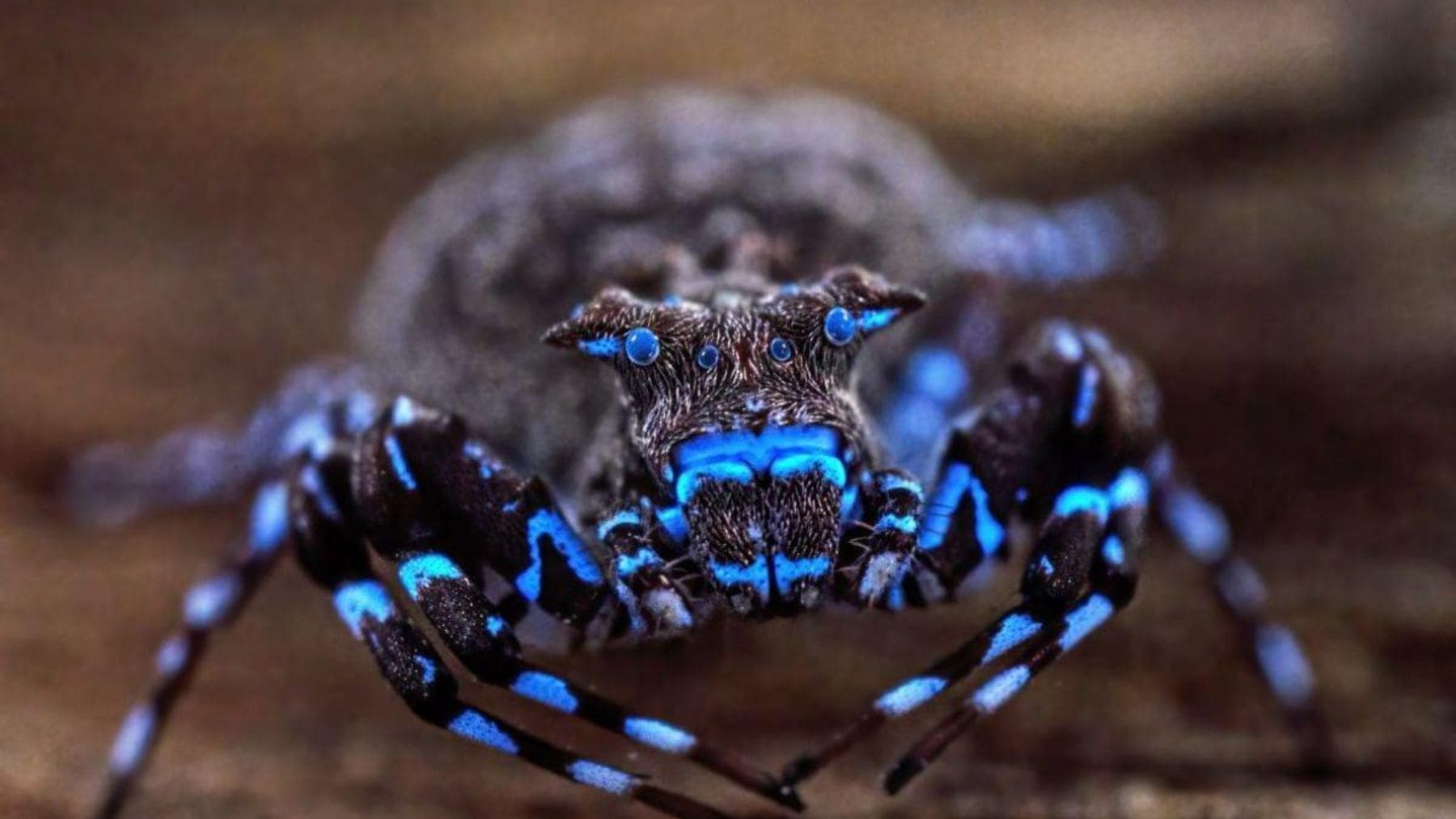 Araña cangrejo fluorescente azul descubierta en la meseta de Lisima, Angola, durante una expedición científica.