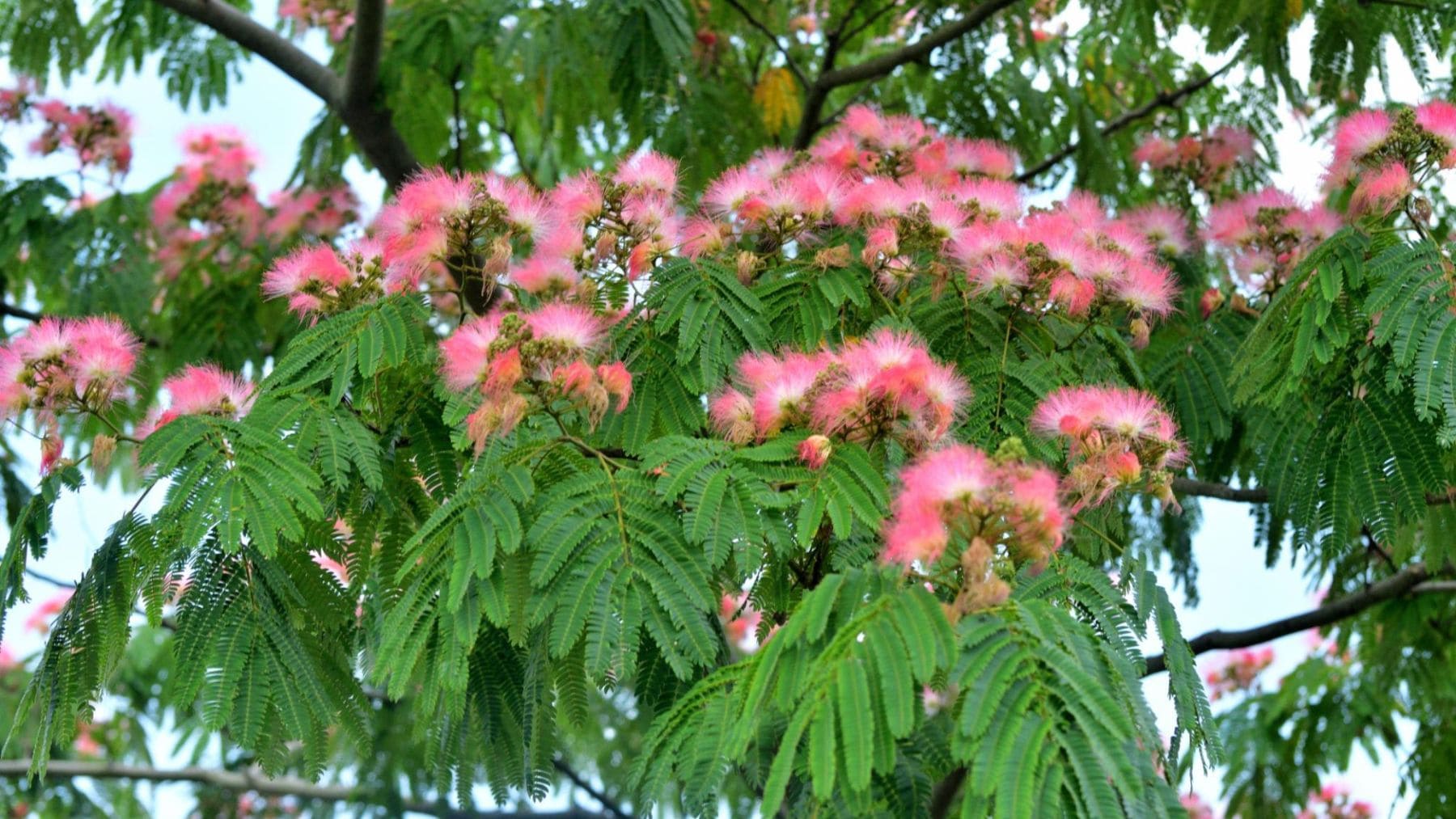 Flores rosadas y hojas del árbol de la seda (Albizia julibrissin), especie ornamental que cierra sus hojas por la noche.