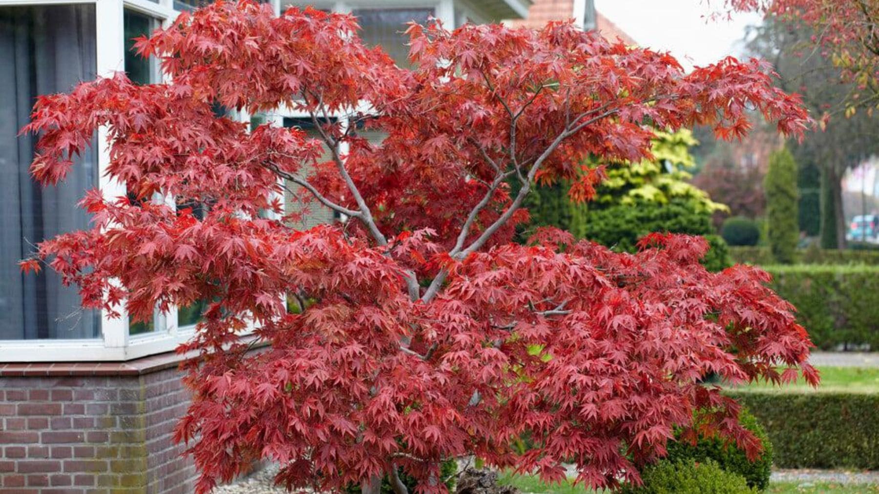 Arce japonés de hojas rojas cultivado junto a una vivienda, ideal para jardines y espacios pequeños.