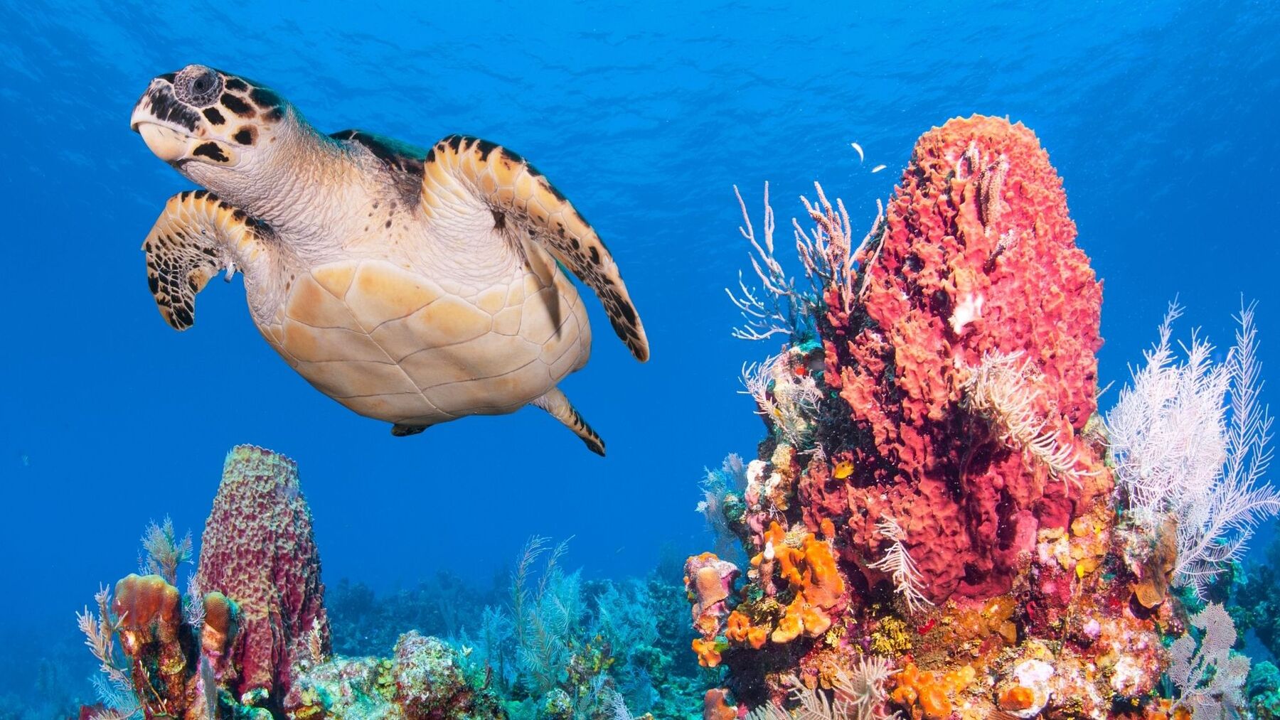 arrecifes de coral resistentes al cambio climático en aguas tropicales