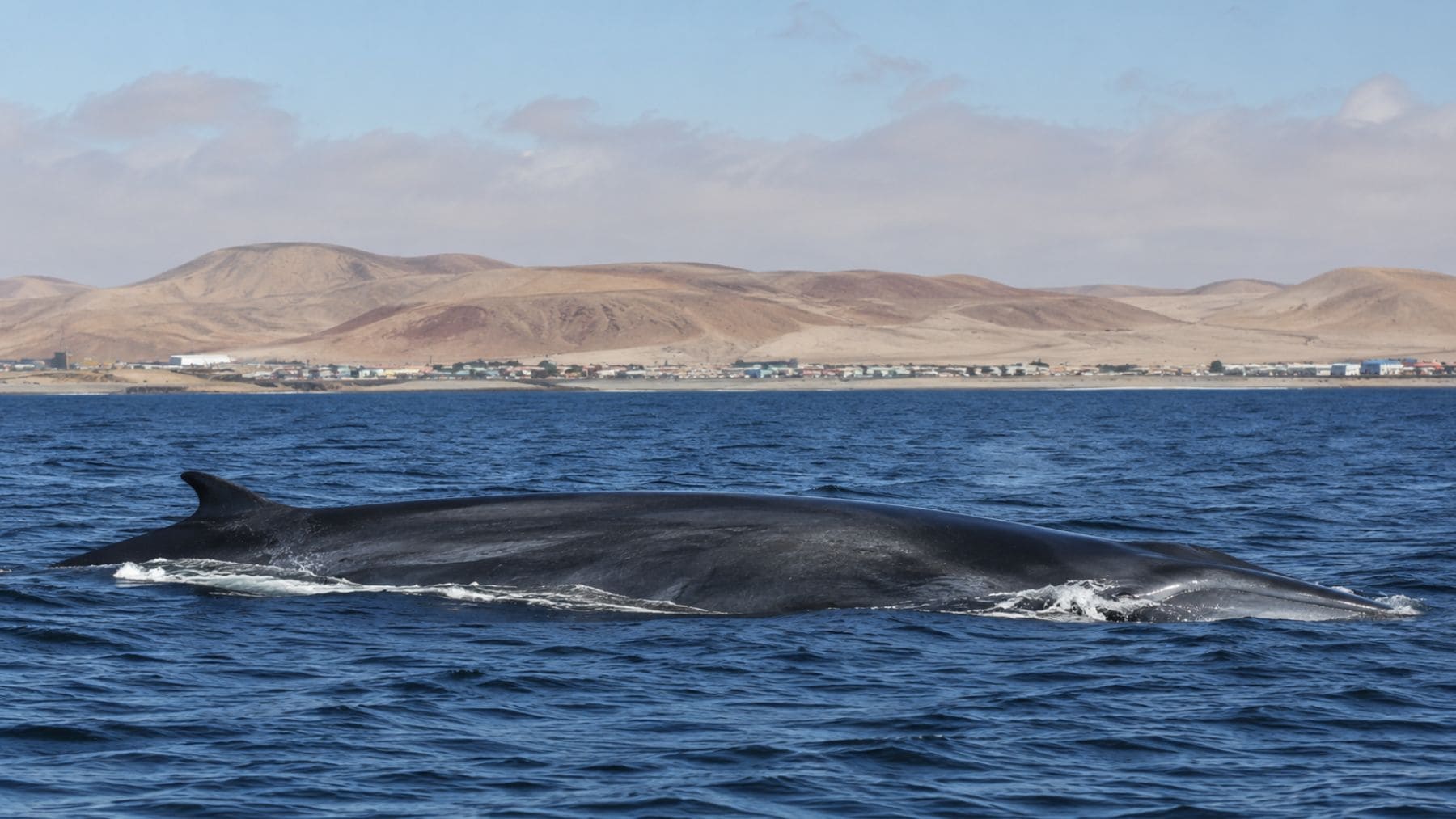 Ballena azul nadando en el Atlántico Sur, donde científicos han detectado su regreso tras décadas de ausencia,