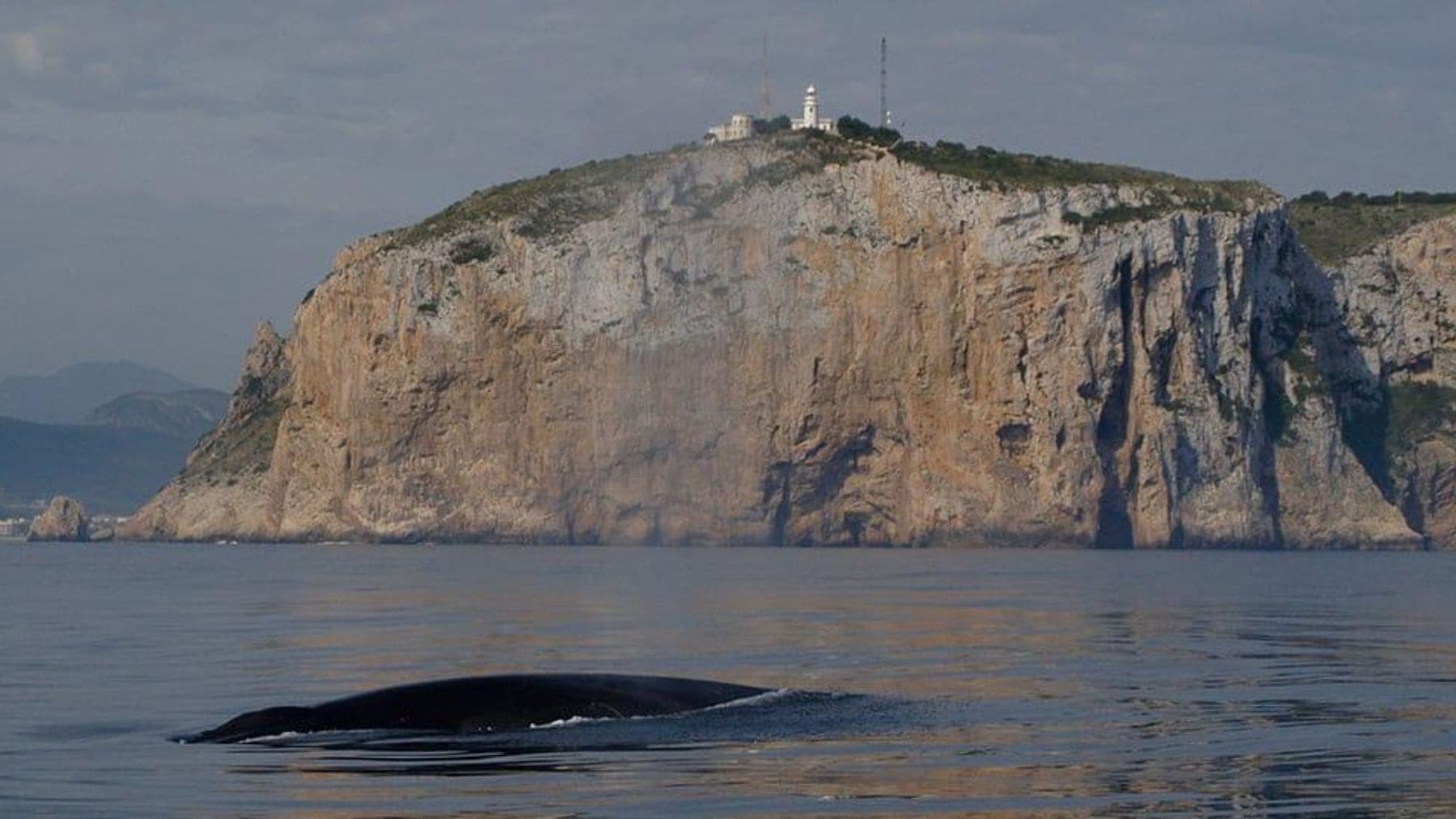 Rorcual común frente al cabo de San Antonio durante la temporada de avistamiento de ballenas en Dénia.