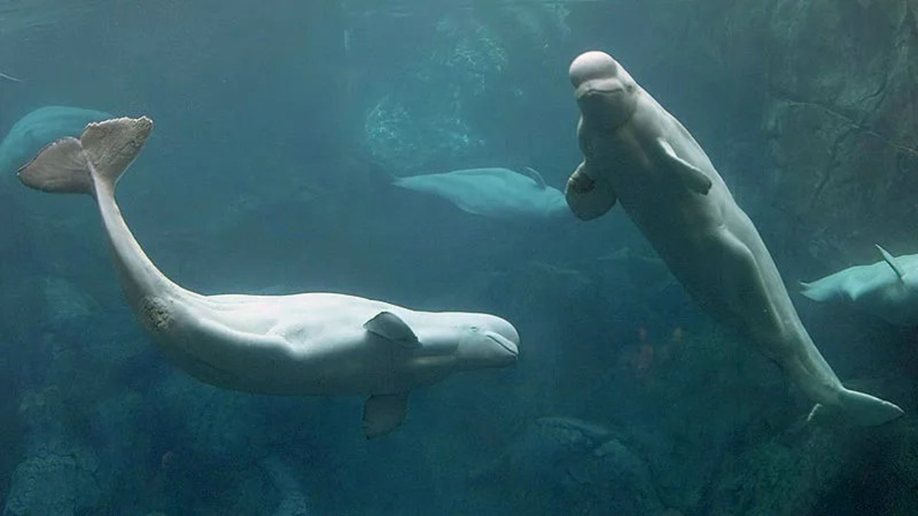 las belugas seguirán viviendo en cautividad durante su traslado desde Canadá a nuevos acuarios