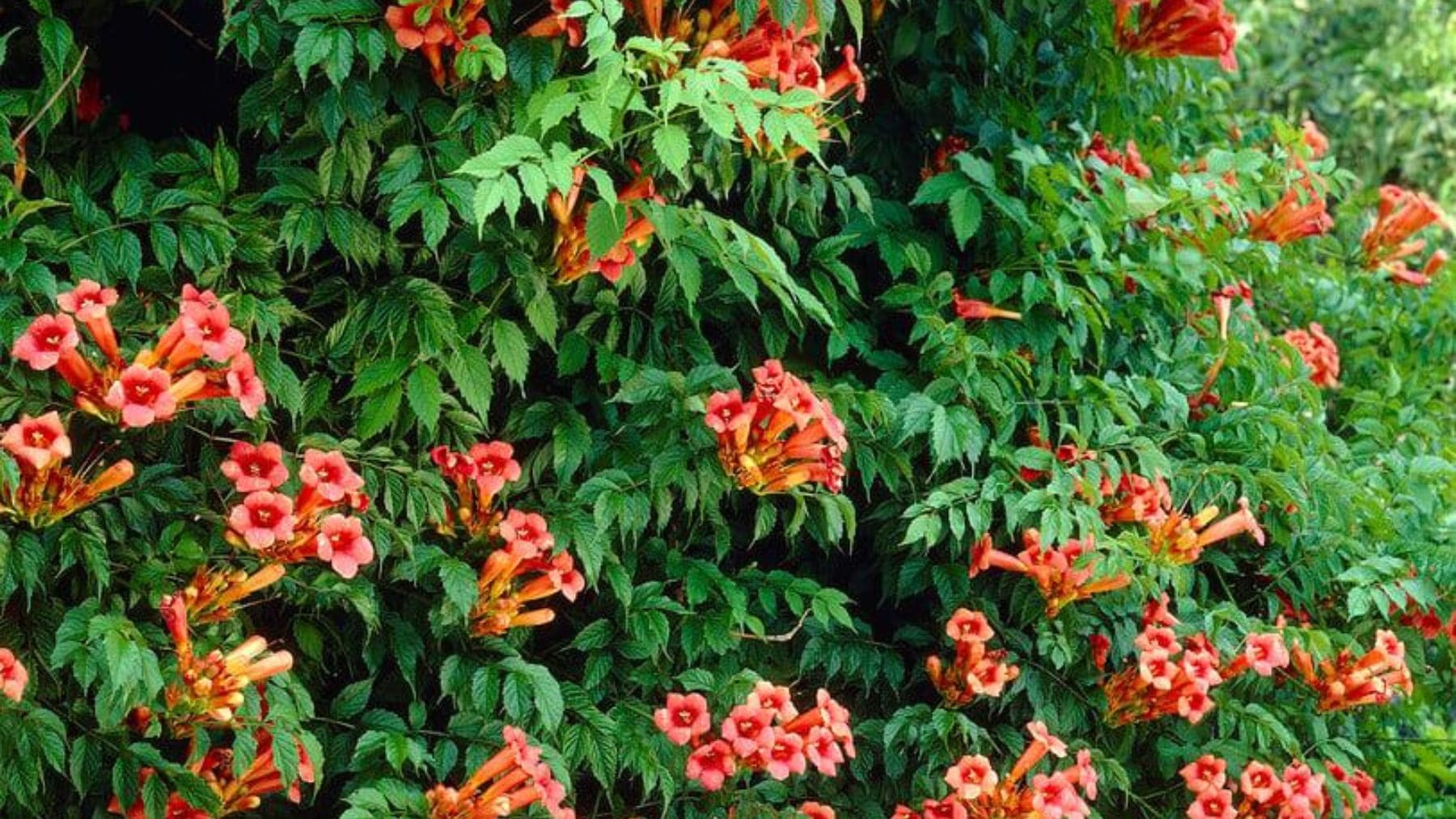 Bignonia o Campsis radicans cubriendo una pared con abundantes flores naranjas en un jardín