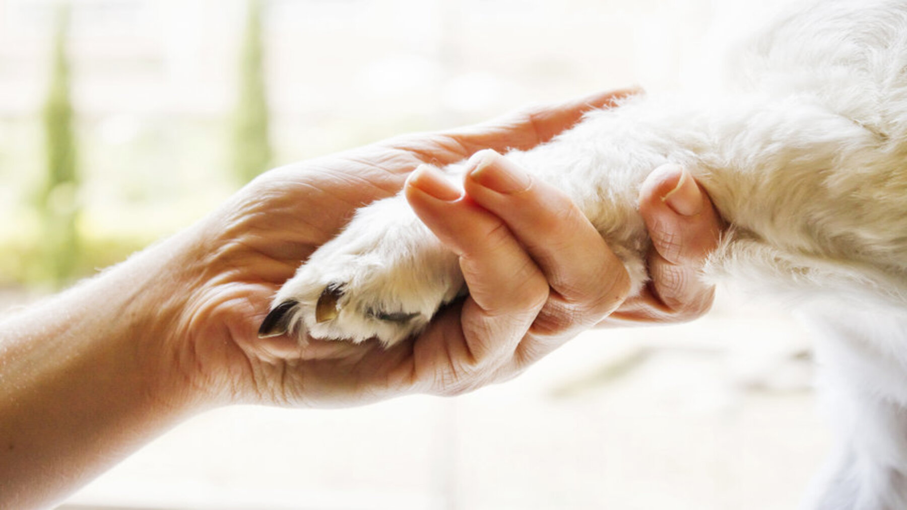 Día Mundial de las Zoonosis 2026 y la relación entre fauna silvestre y salud humana