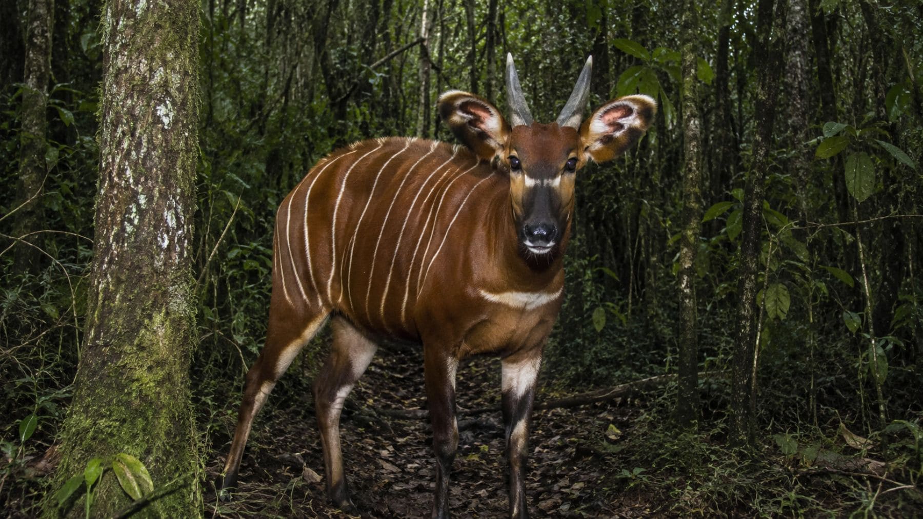 Bongó de montaña captado por una cámara trampa en el bosque de Maasai Mau, Kenia, una especie en peligro crítico de extinción.