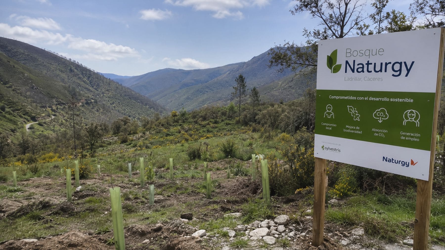 Bosque Naturgy en Ladrillar (Las Hurdes), con la zona reforestada tras el incendio forestal de 2022 en Cáceres