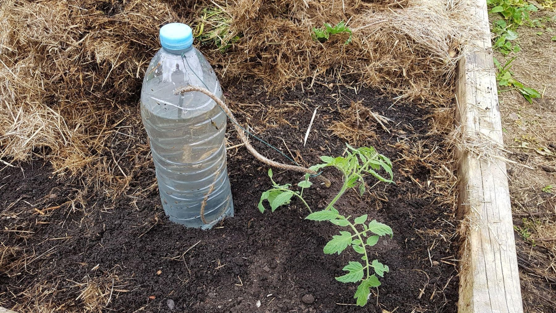 Botella enterrada junto a una tomatera para crear un sistema de riego por goteo casero durante una ola de calor.