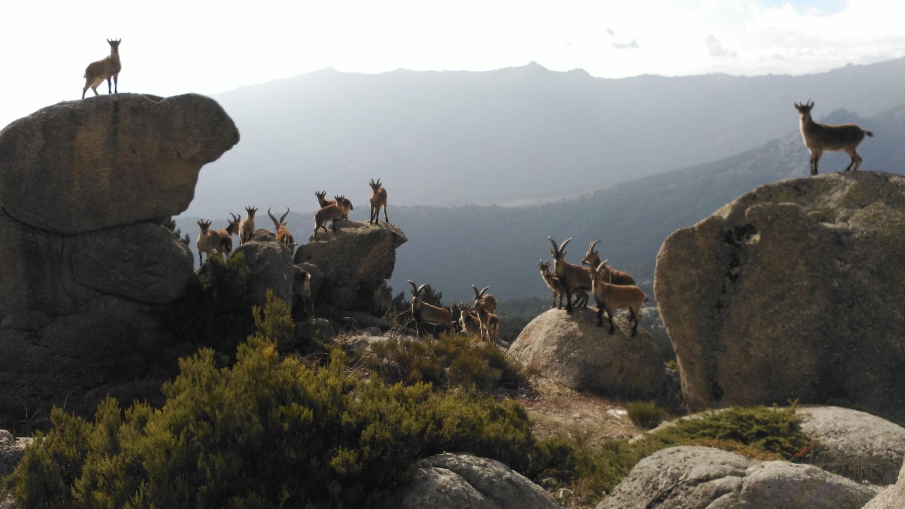 Grupo de cabras montesas sobre las rocas de La Pedriza, en la Sierra de Guadarrama, donde la sobrepoblación amenaza la flora protegida..