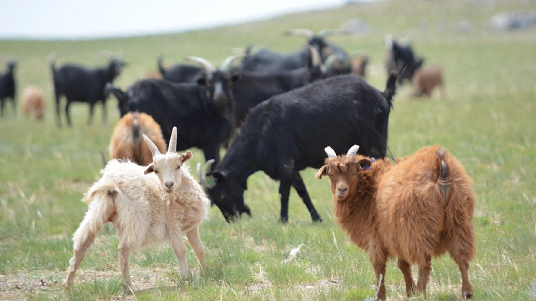 Cabras pastando en las praderas del desierto de Mongolia durante un estudio sobre desertificación y sobrepastoreo.