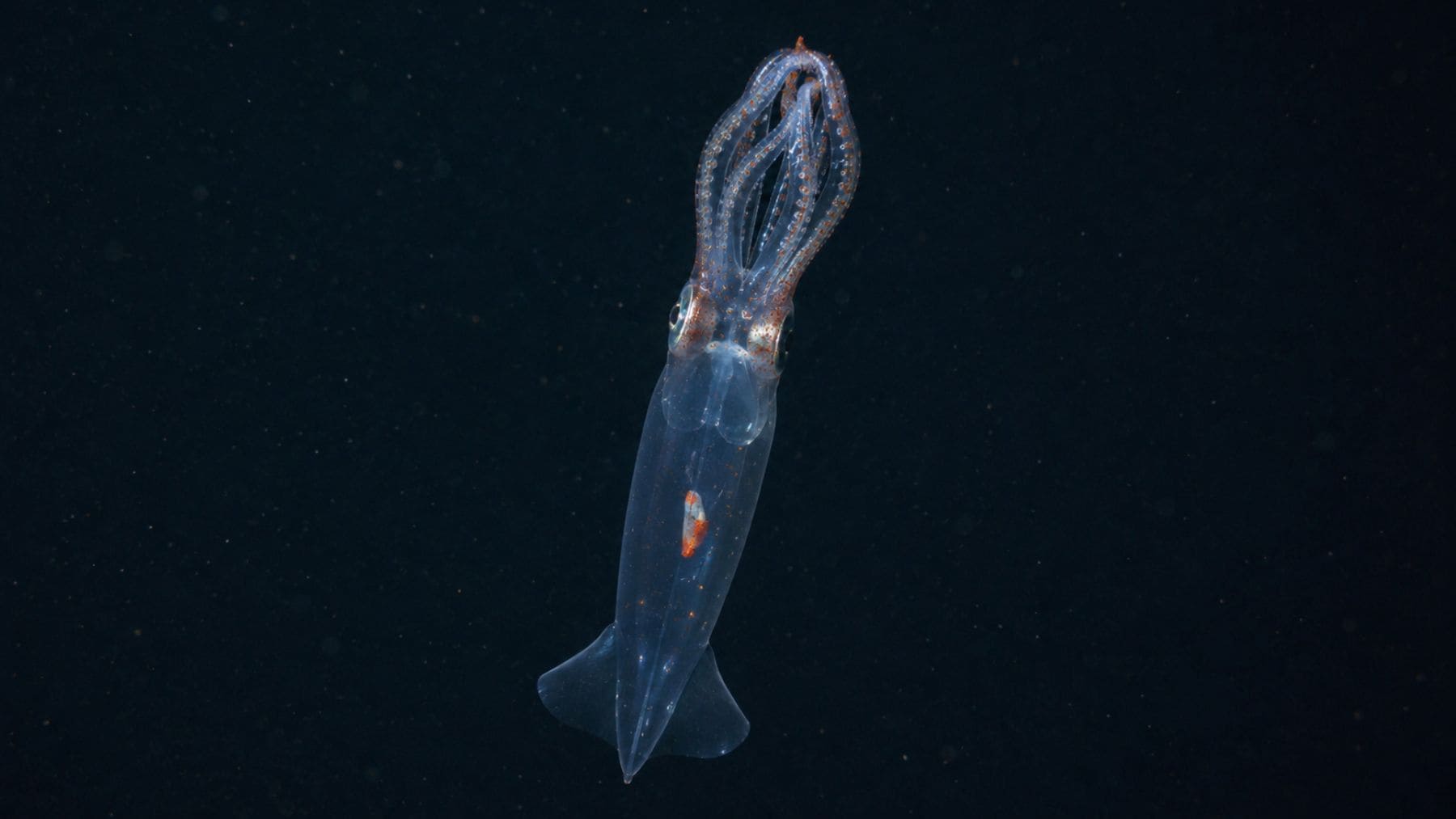 Calamar de cristal antártico Galiteuthis glacialis nadando a 687 metros de profundidad bajo el hielo de la Antártida.