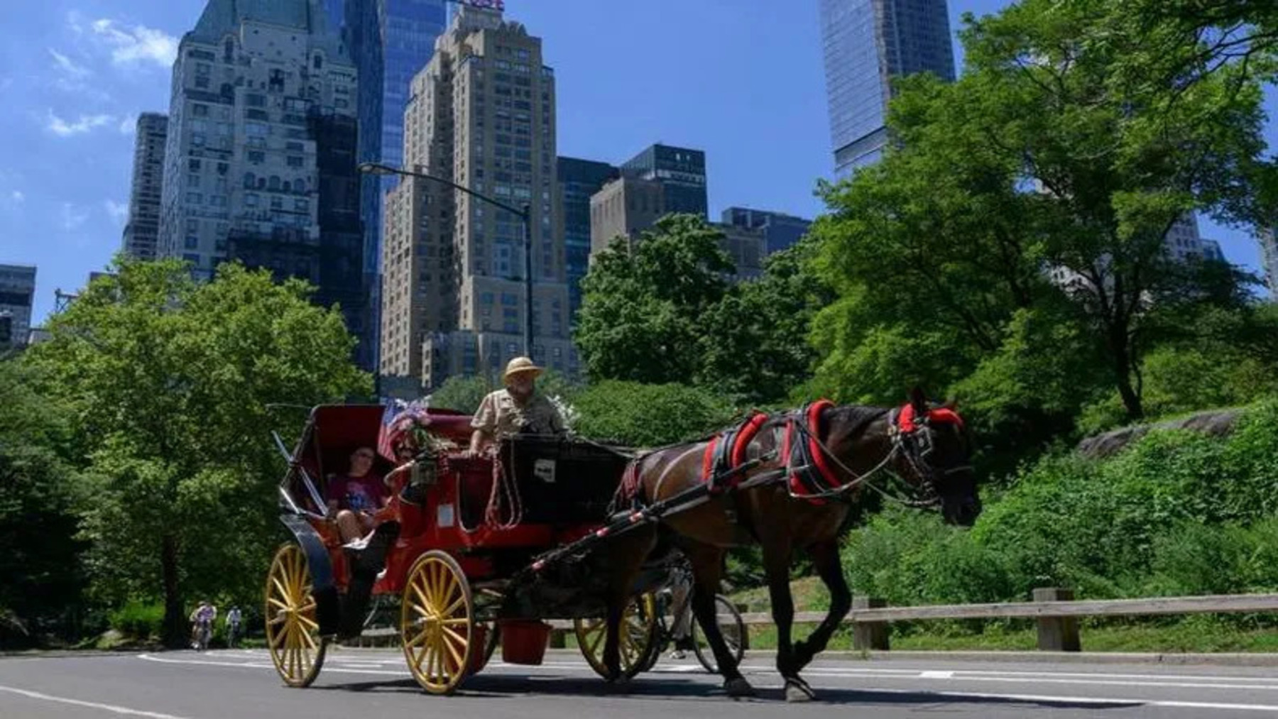 Nueva York reabre los carruajes con caballos en Central Park tras el accidente mortal