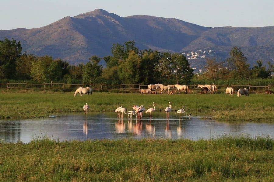 Cataluña lanza una operación urgente para salvar una laguna única devorada por el abandono