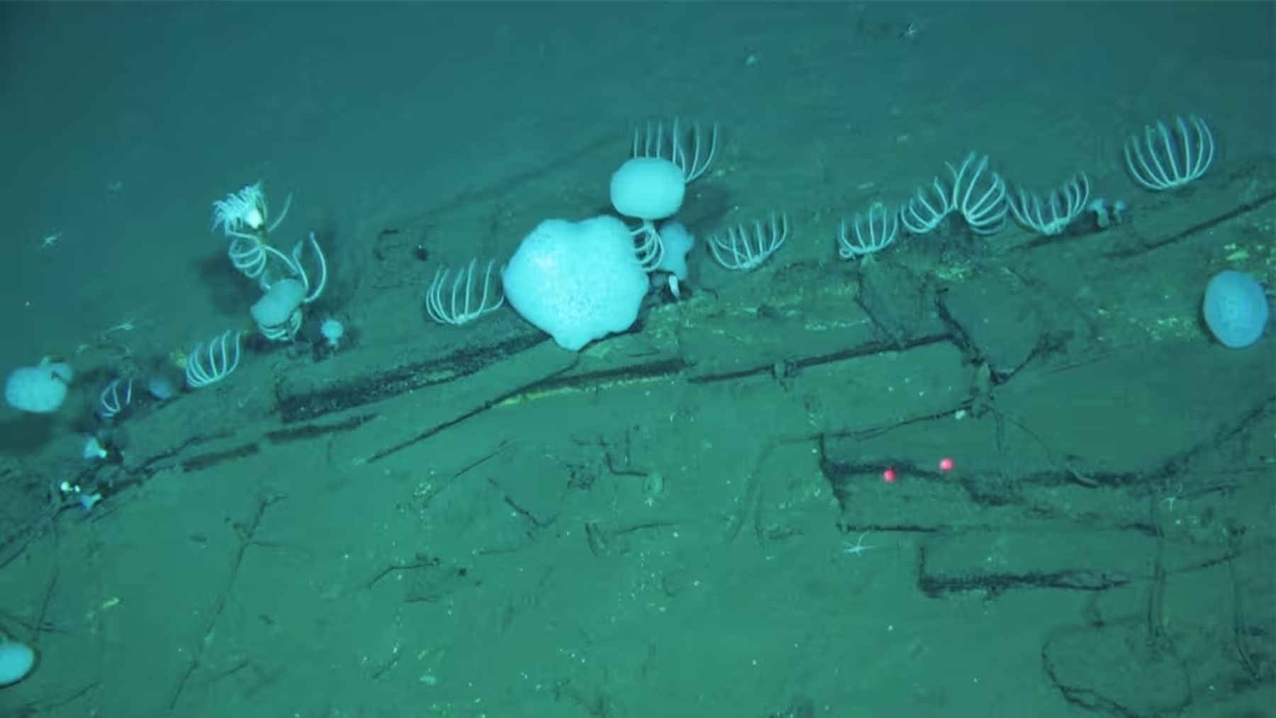 Un enorme cementerio de ballenas descubierto en el océano Índico