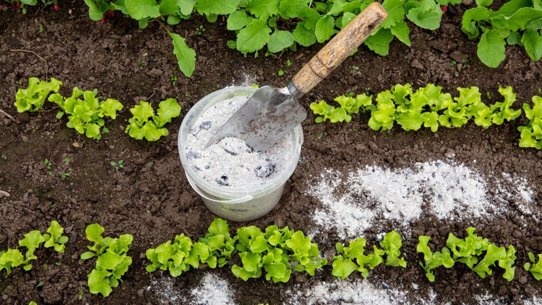 Cenizas de leña aplicadas en un huerto como fertilizante natural rico en calcio, potasio y magnesio para las plantas
