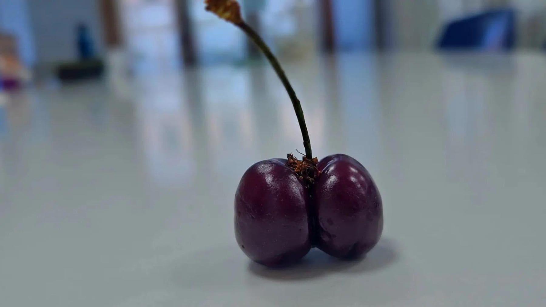 Cereza doble o gemela provocada por estrés térmico y altas temperaturas durante el desarrollo del fruto.