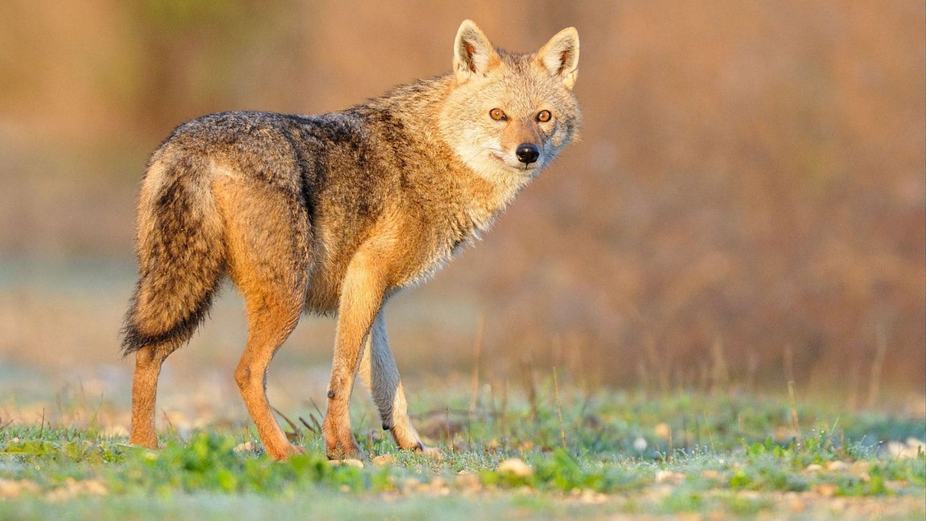 Un chacal dorado fotografiado en Europa. Un estudio científico señala que la Península Ibérica reúne condiciones favorables para su futura expansión.