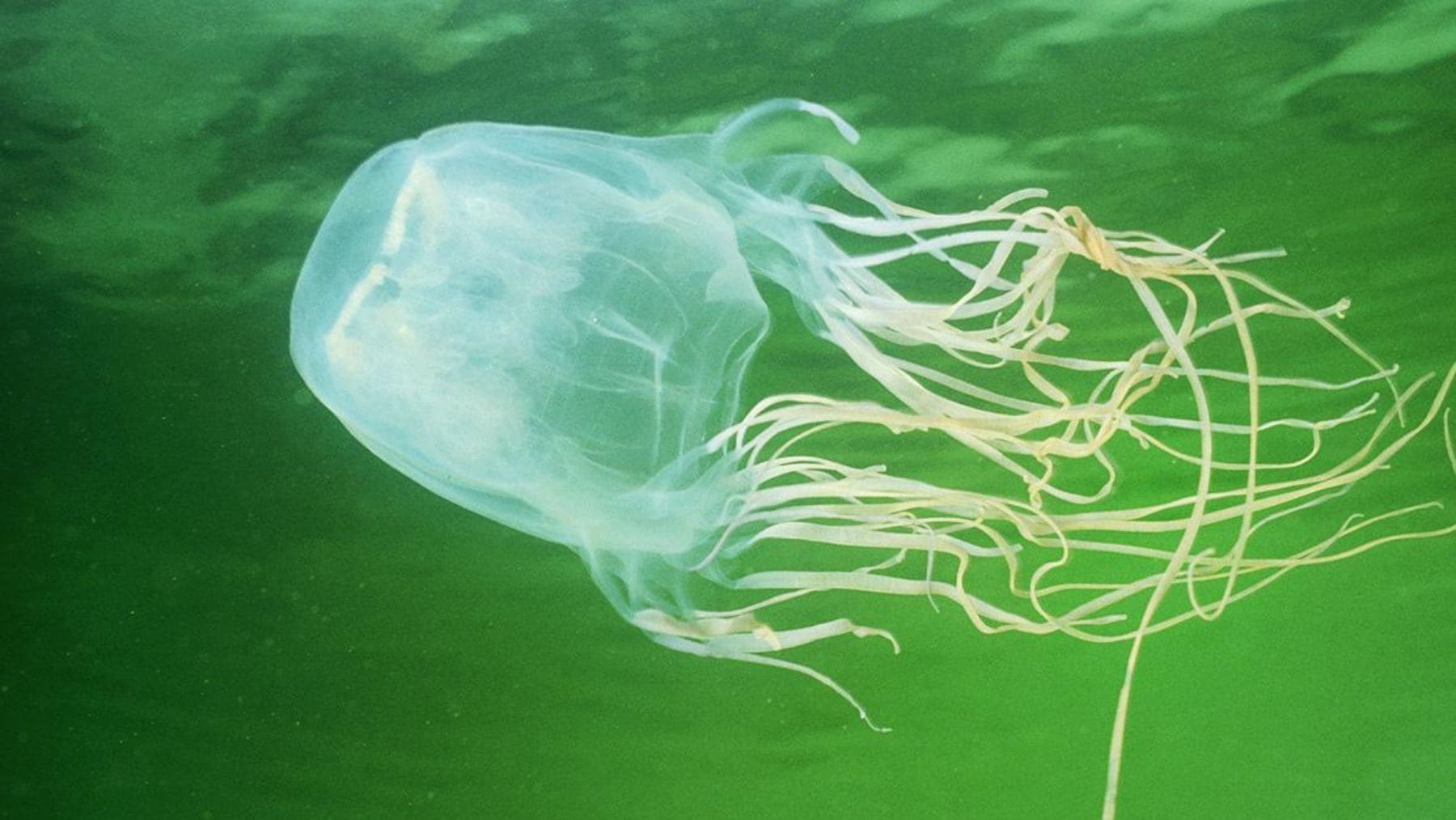 Ejemplar de Chironex blakangmati, la nueva especie de medusa cubo descubierta en Singapur con un veneno potencialmente mortal.