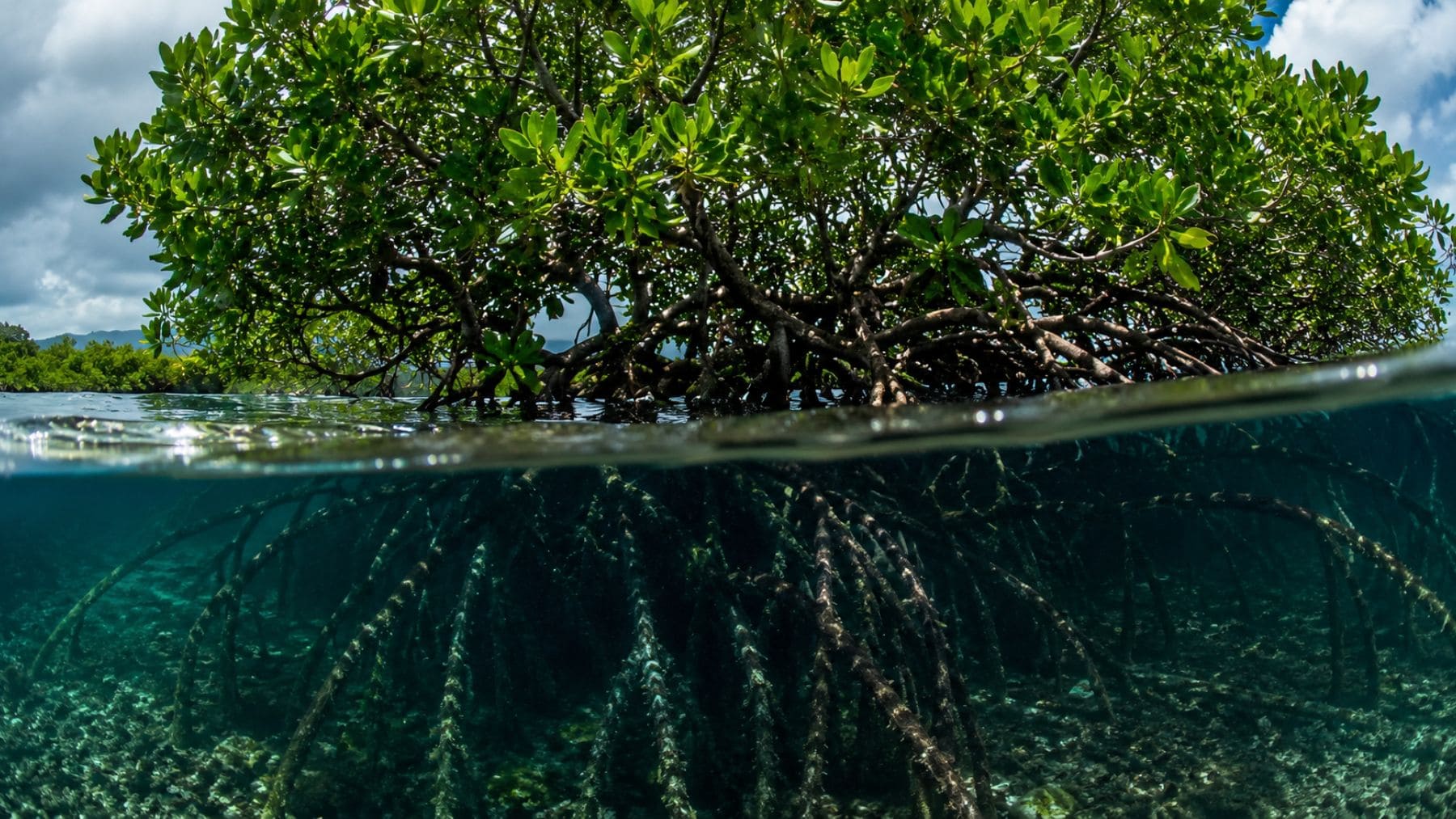 Manglar costero con raíces sumergidas amenazado por la subida del nivel del mar y el cambio climático.