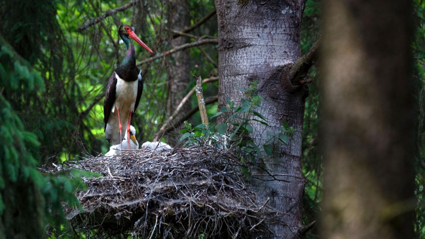 Cigüeña negra junto a su nido con tres polluelos en un bosque del cantón de Vaud, Suiza.