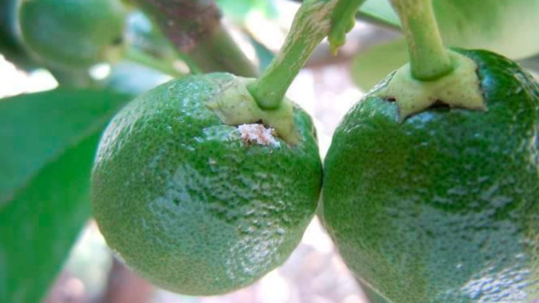Frutos cítricos afectados por el cotonet de Sudáfrica, la plaga cuyo control mediante silenciamiento genético estudia el CSIC.