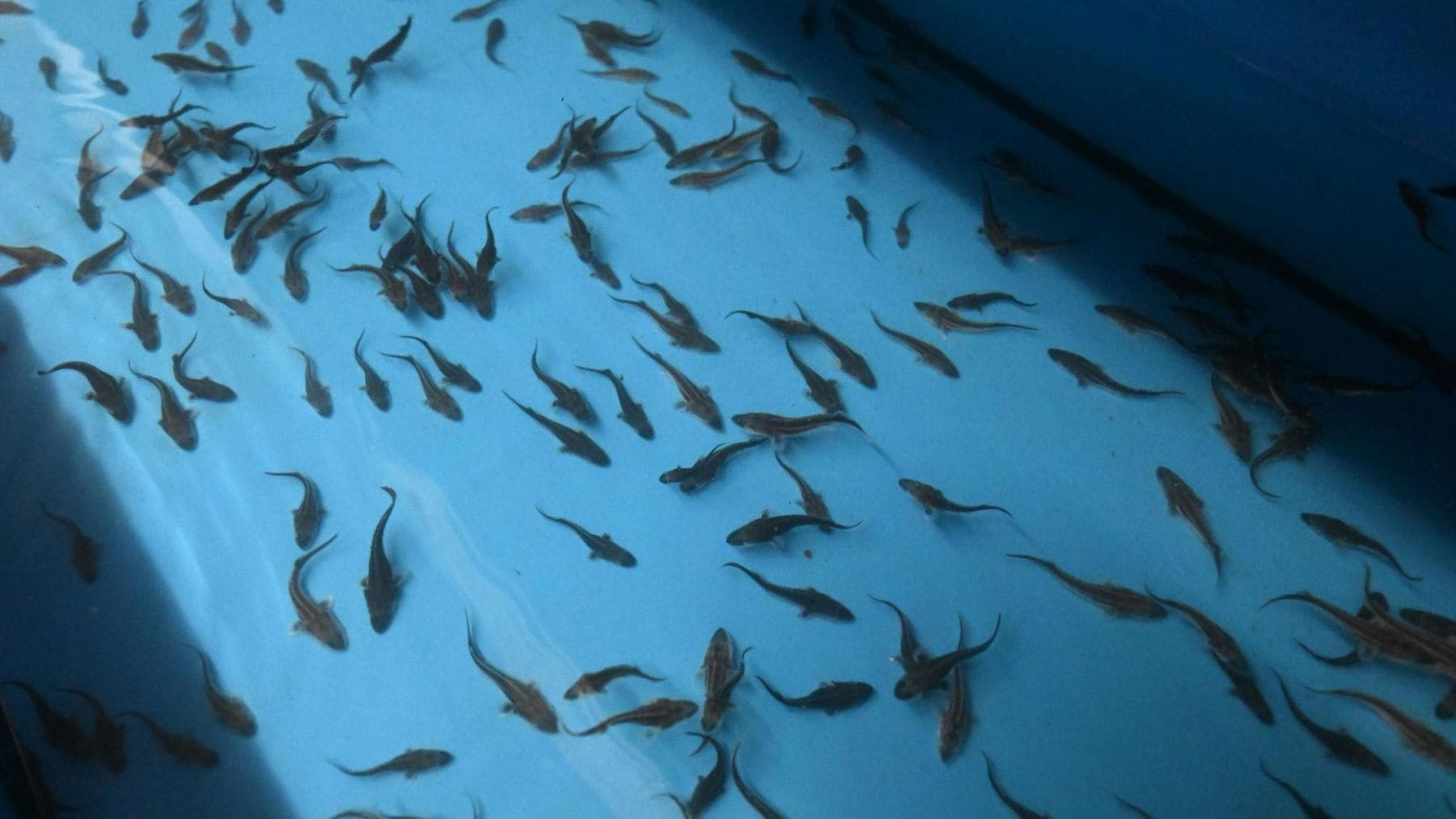 Crías de esturión estrellado (Acipenser stellatus) criadas en el proyecto LIFE-Boat4Sturgeon para su liberación en el Danubio
