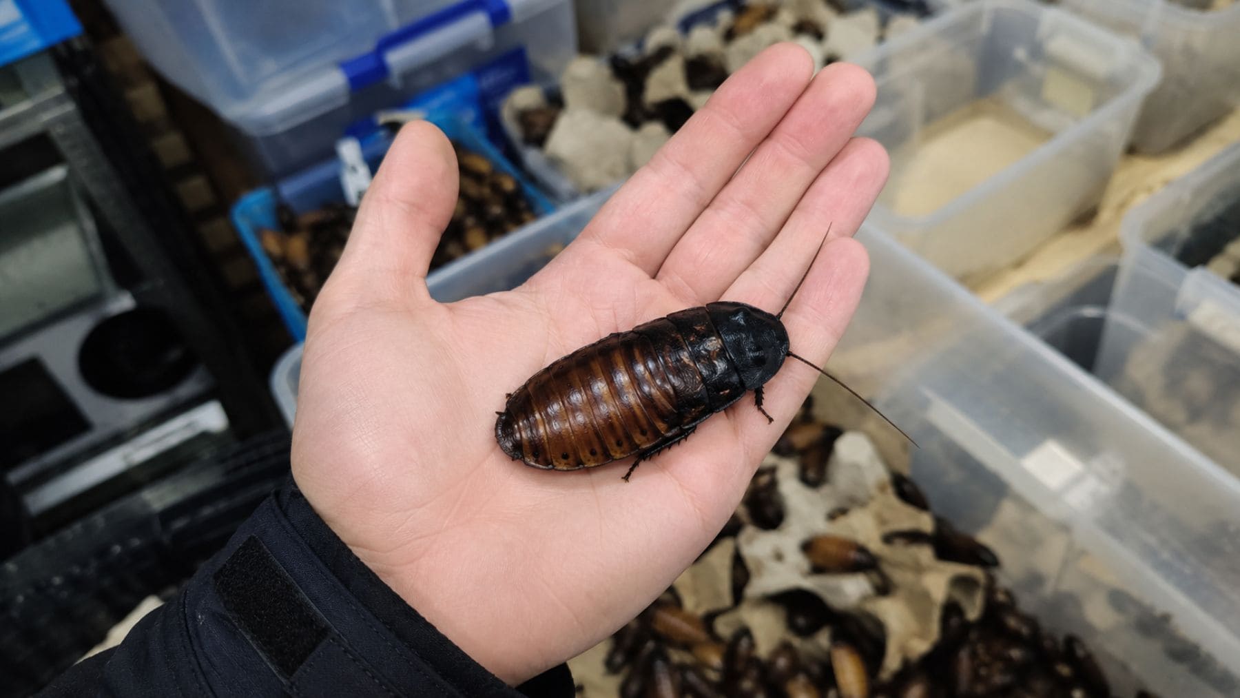 Cucaracha silbadora de Madagascar incautada en un criadero ilegal con más de 100.000 ejemplares en Australia.