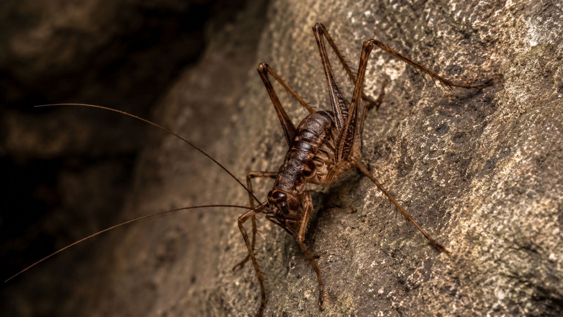 Dolichopoda balrogi, nueva especie de grillo cavernícola descubierta en un túnel de la isla griega de Kastellorizo.