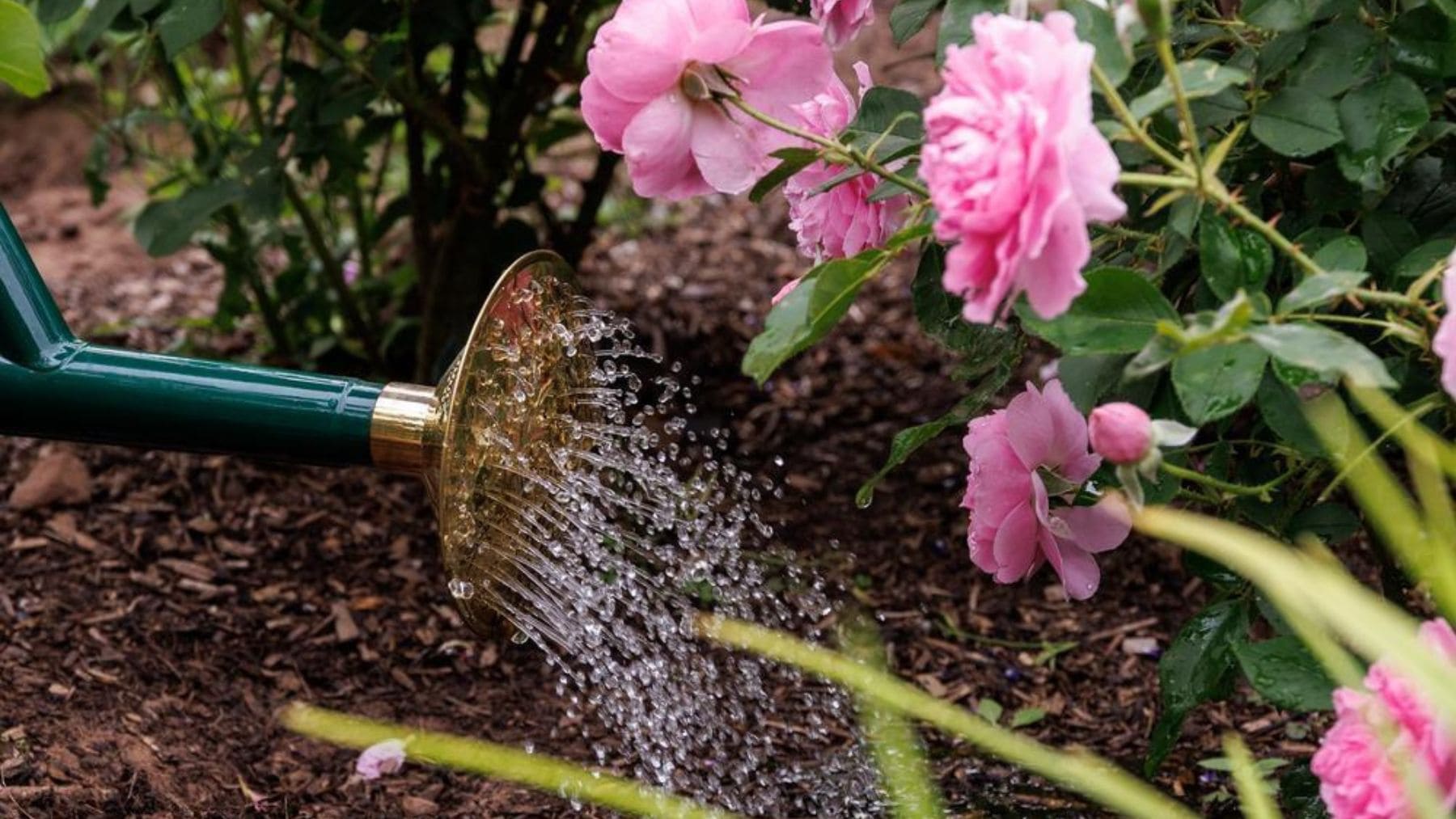 Regando un rosal sobre suelo con mantillo para favorecer una floración abundante durante todo el verano.