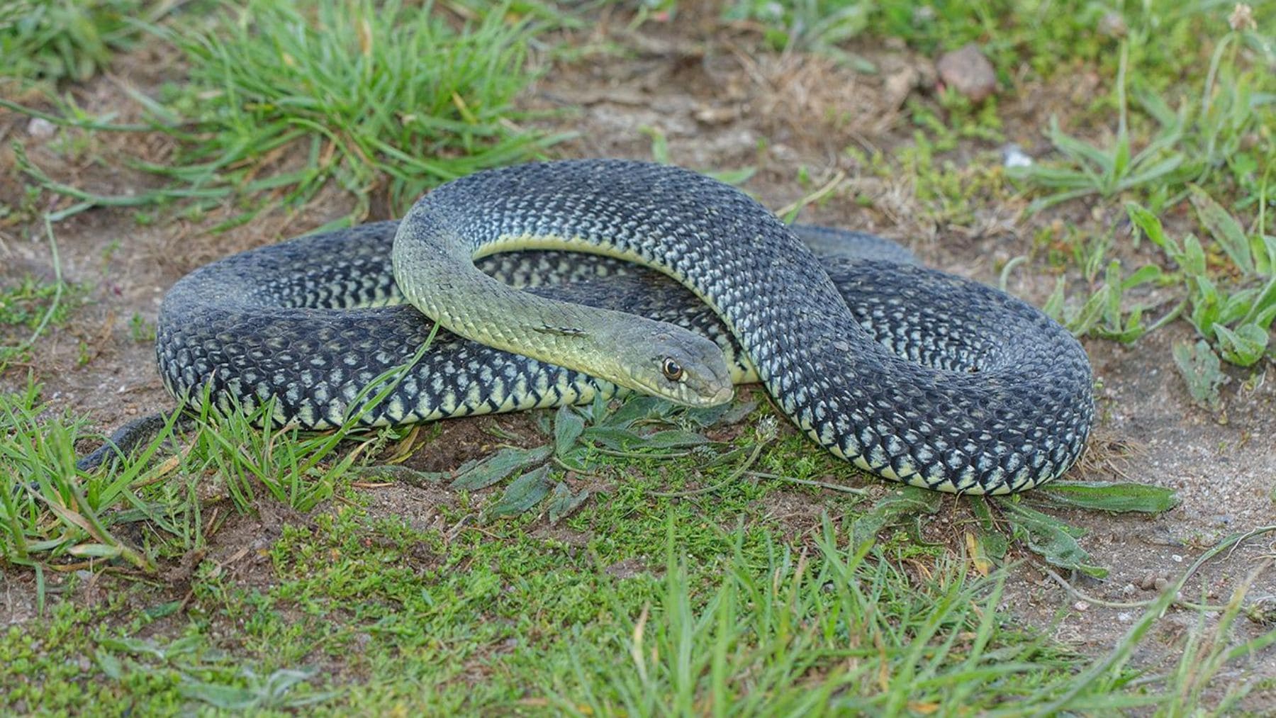 Culebra de Montpellier (Malpolon monspessulanus), la serpiente más larga de España, sobre el suelo en una zona ajardinada.