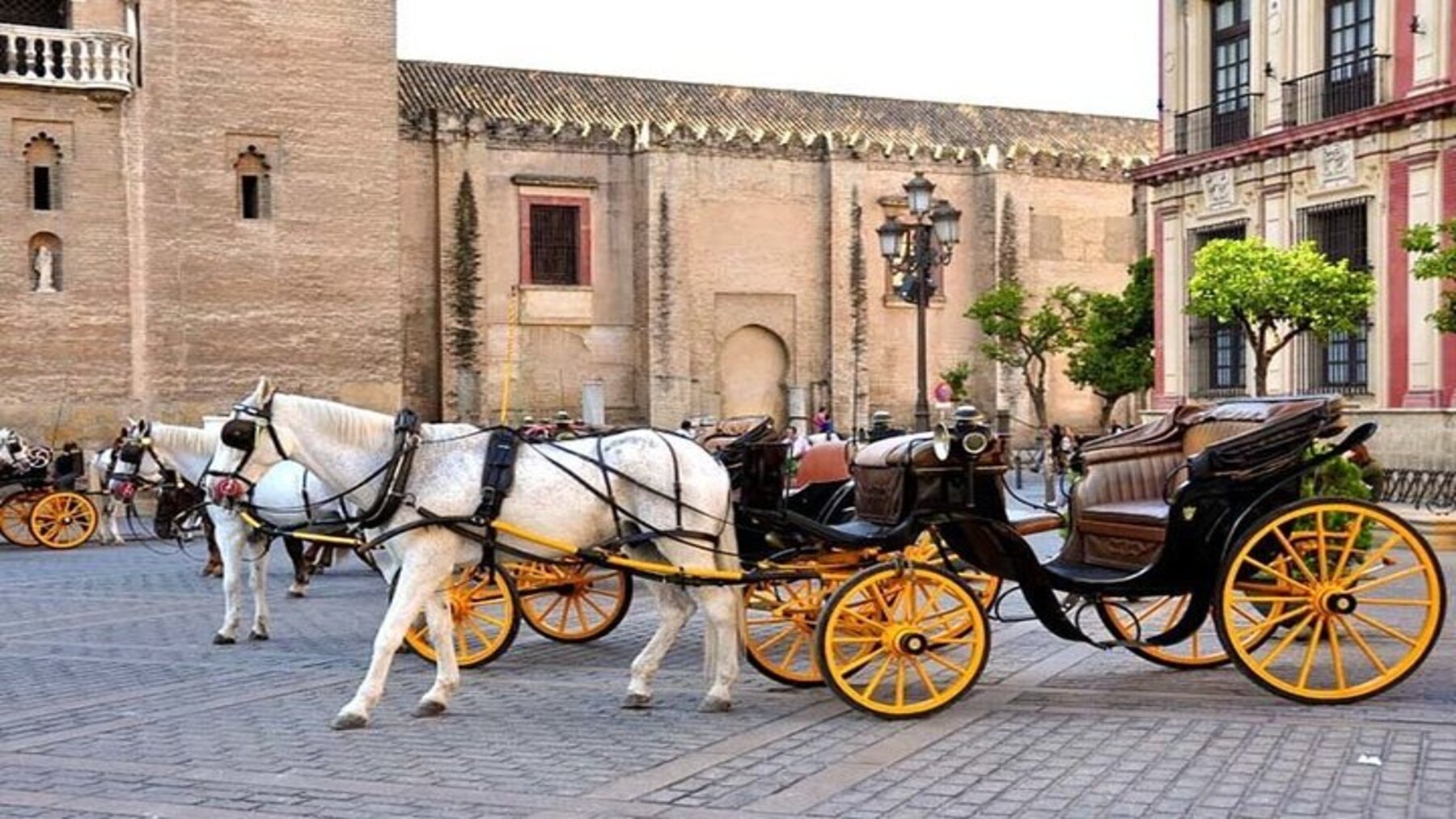 Pacma pide retirar los coches de caballos en Sevilla durante una jornada de altas temperaturas